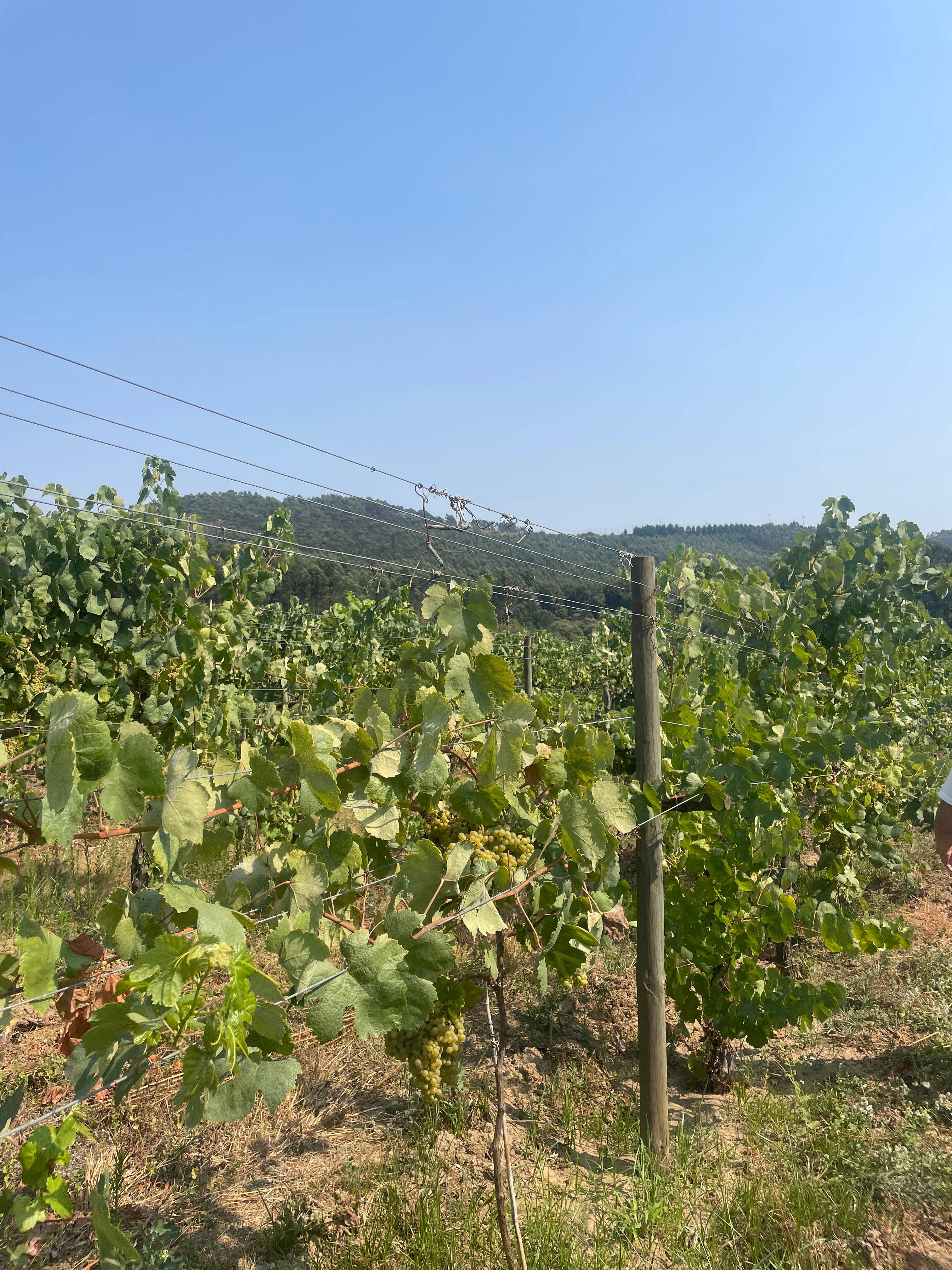 Vinho Verde and Snacks Tasting