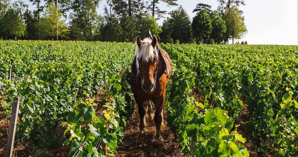 Château de Pommard Wine Tasting Tour scenic vineyards and winery.