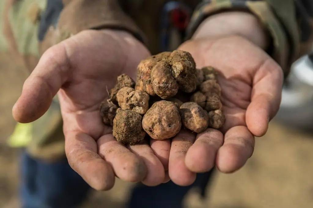 Chasse à la truffe avec dégustation de vins