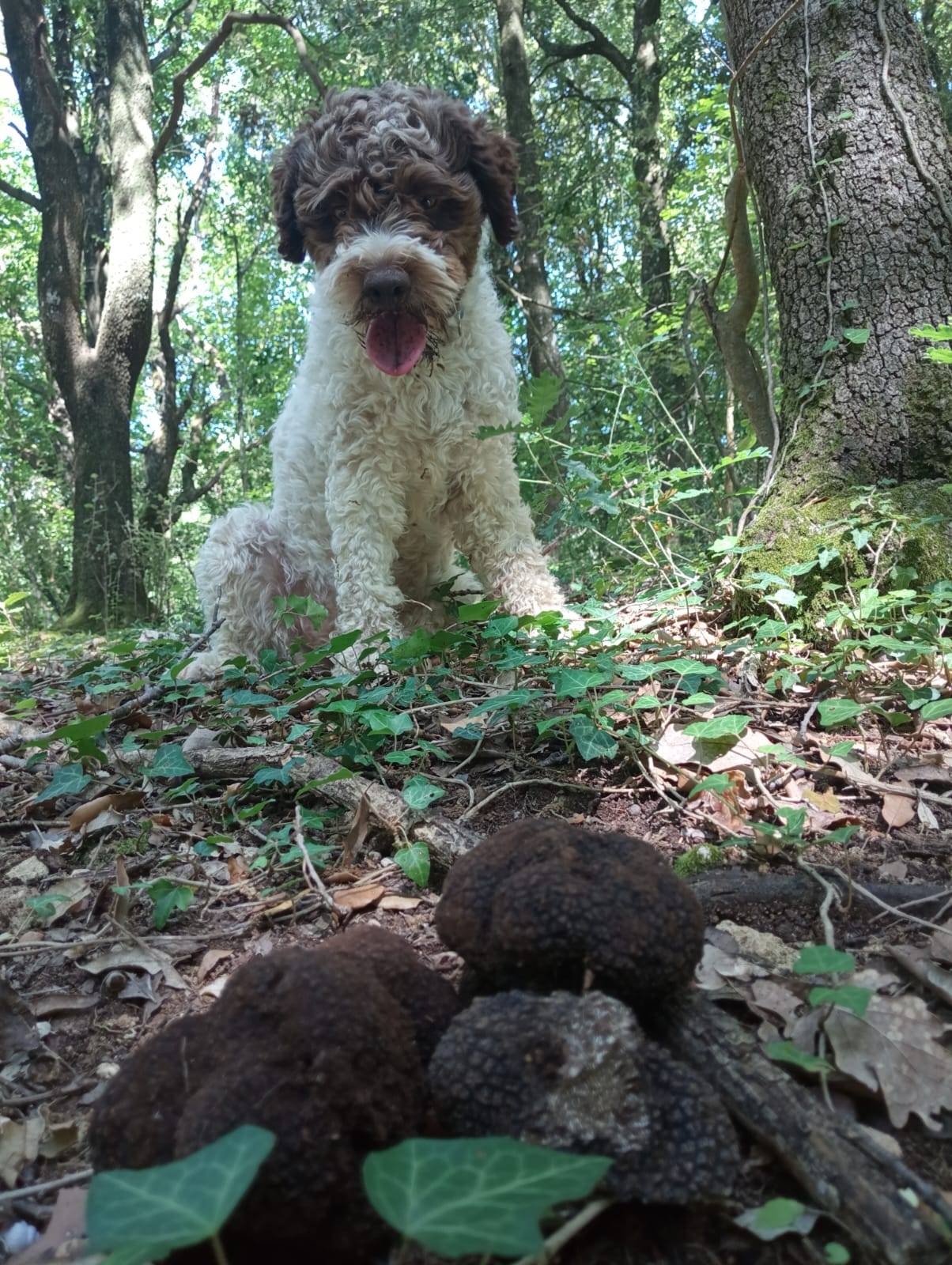 Truffle hunting with wine tasting - Palagetto - Winalist