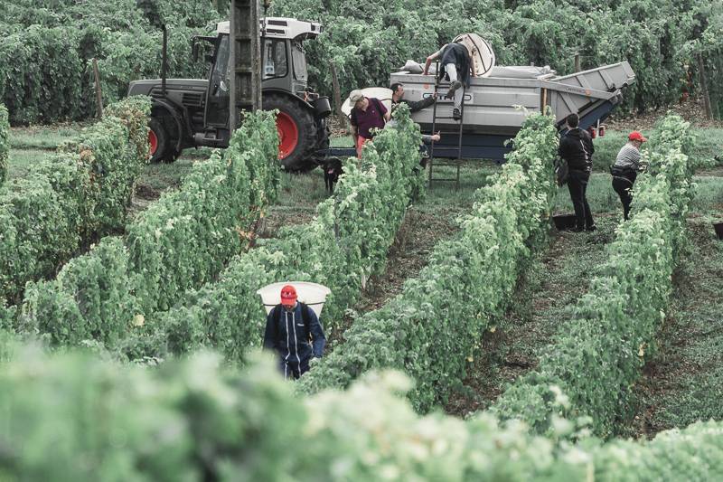 Vendemmia per un giorno nella Loira il 5 ottobre