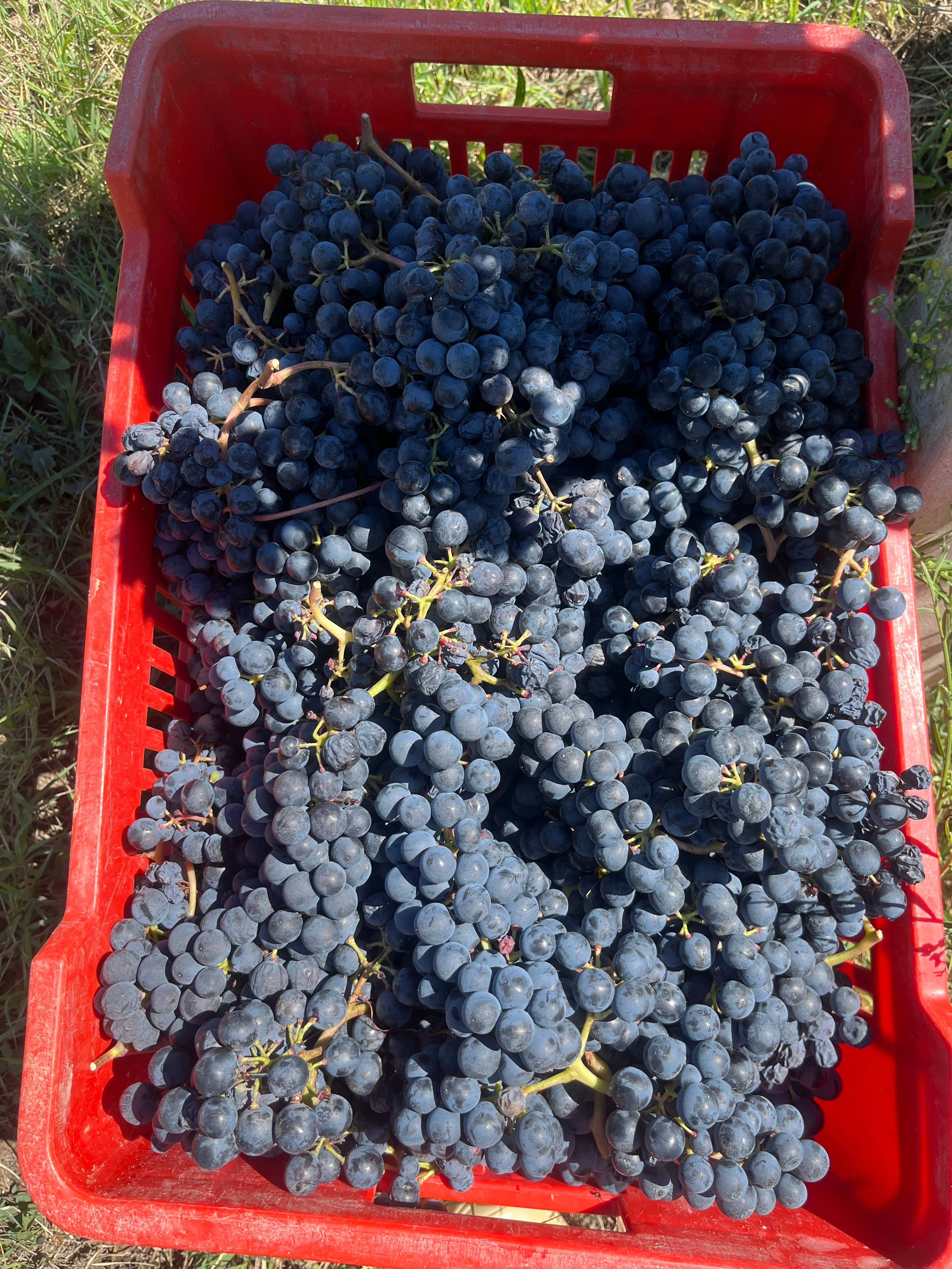 Degustação vertical de Barolo