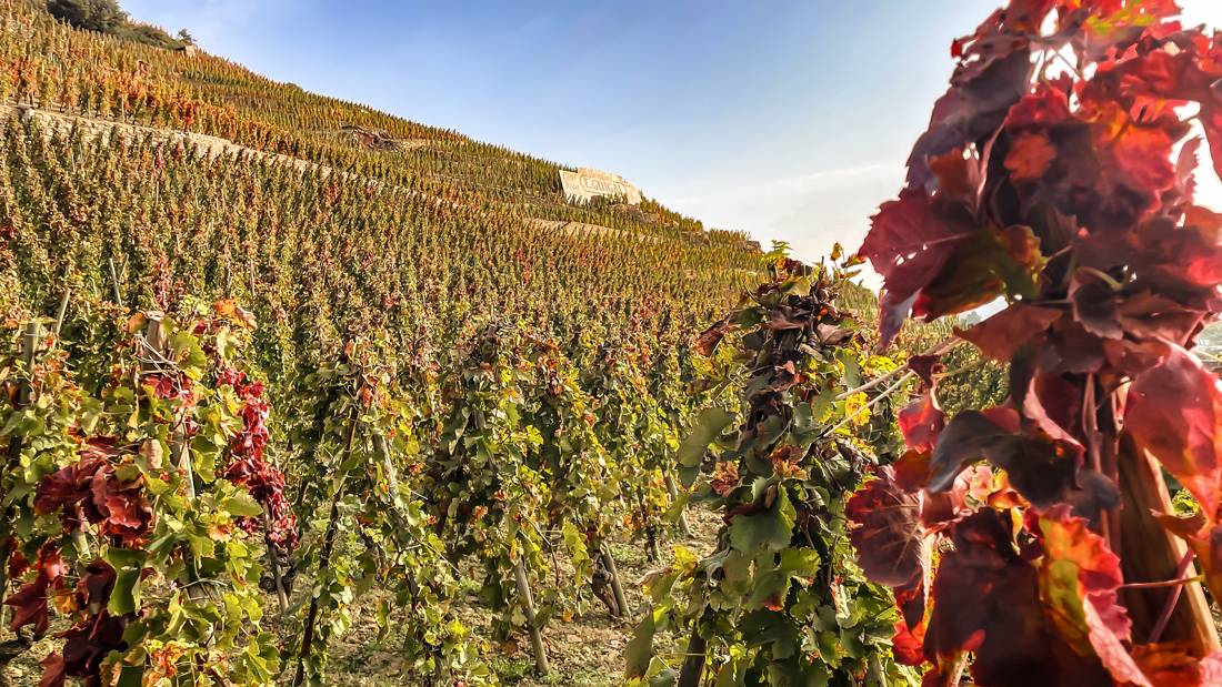 Visita à vinha "Le Clos" Côte-Rôtie
