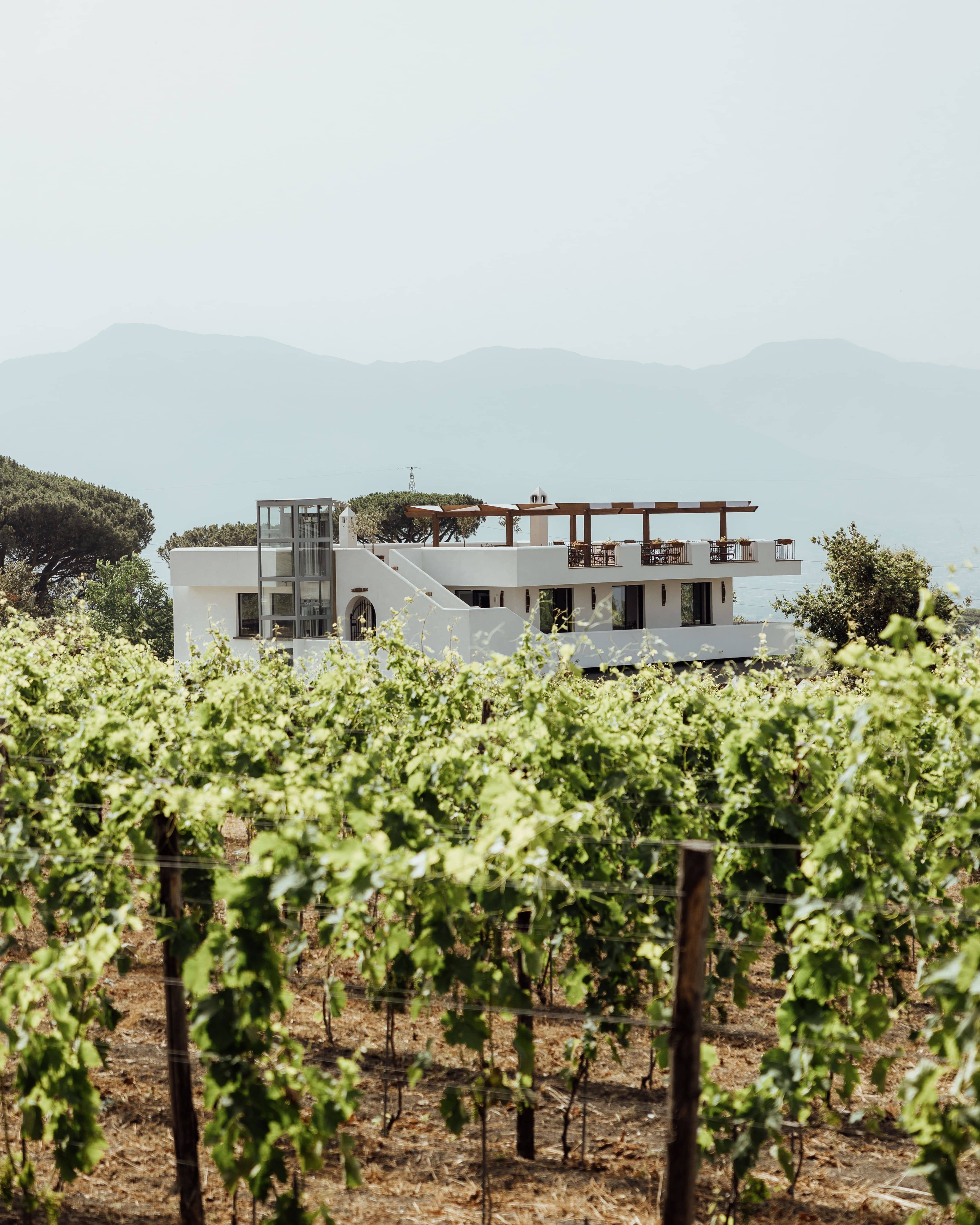 Organic Wine Tasting with Lunch on Mt Vesuvius