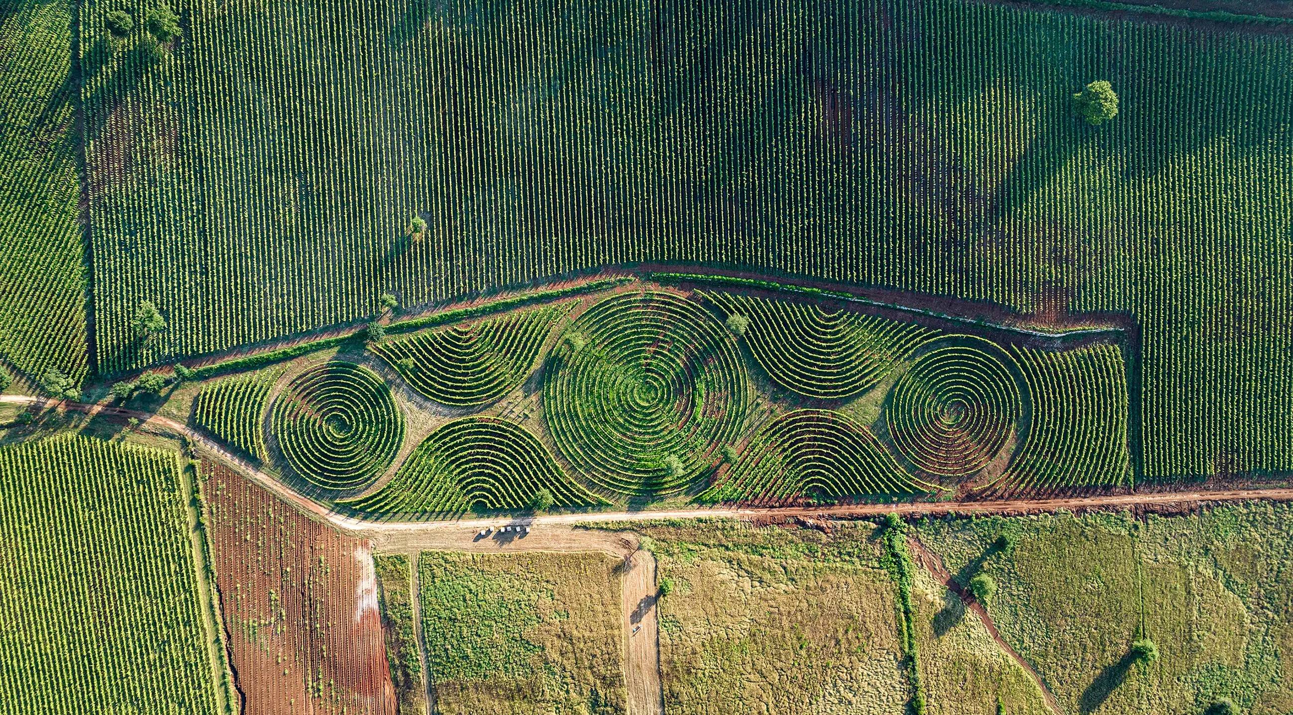 Limito - Il labirinto di Vite