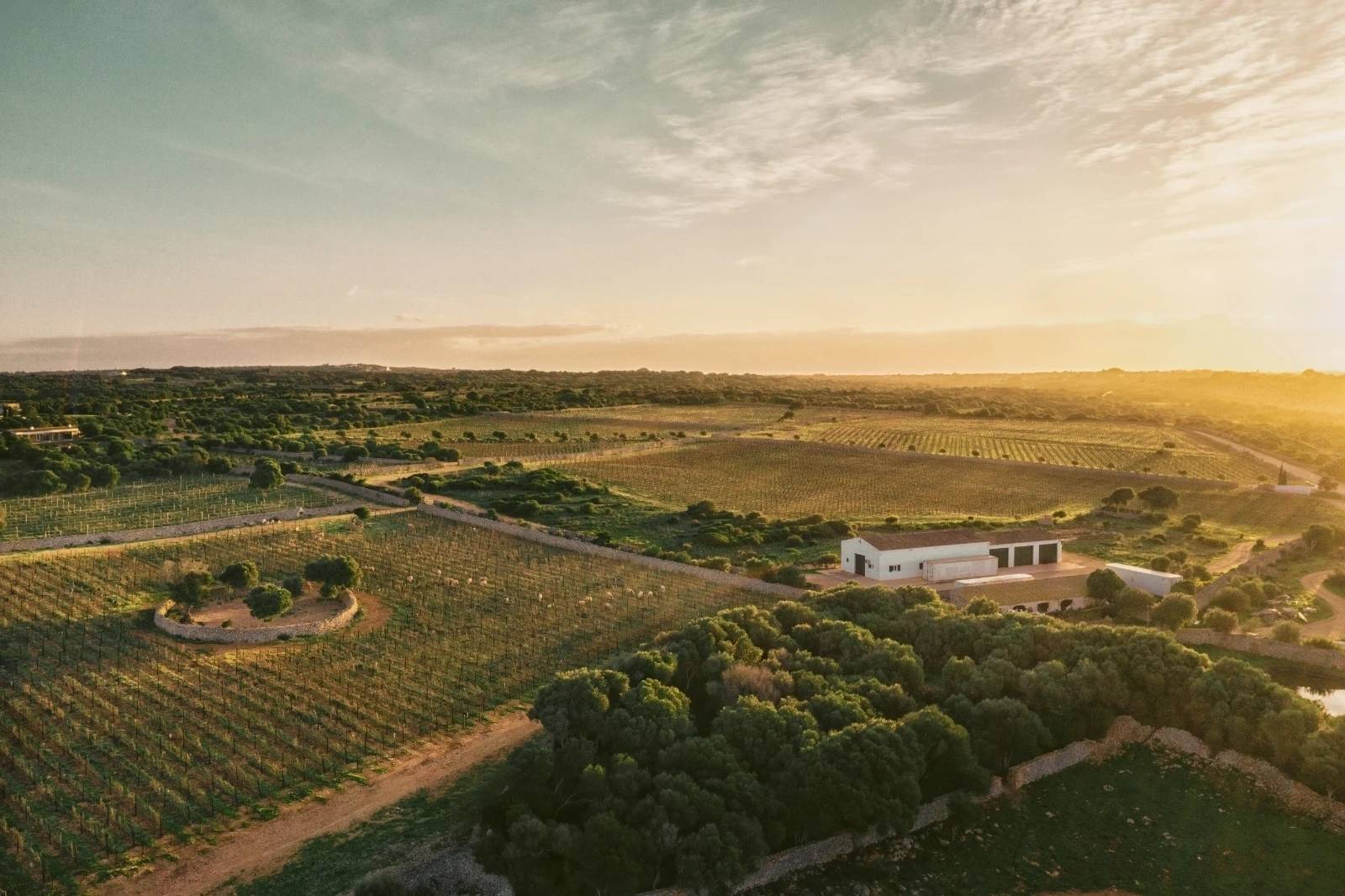 Bodegas Torralbenc Vell  - Winalist