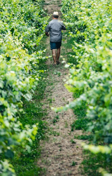 Sobre viticultores - Quintas de Melgaço - Foto - Winalist