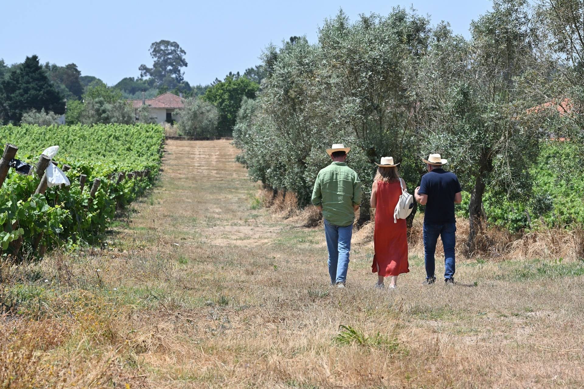 Visite & Pique-nique dans les vignes