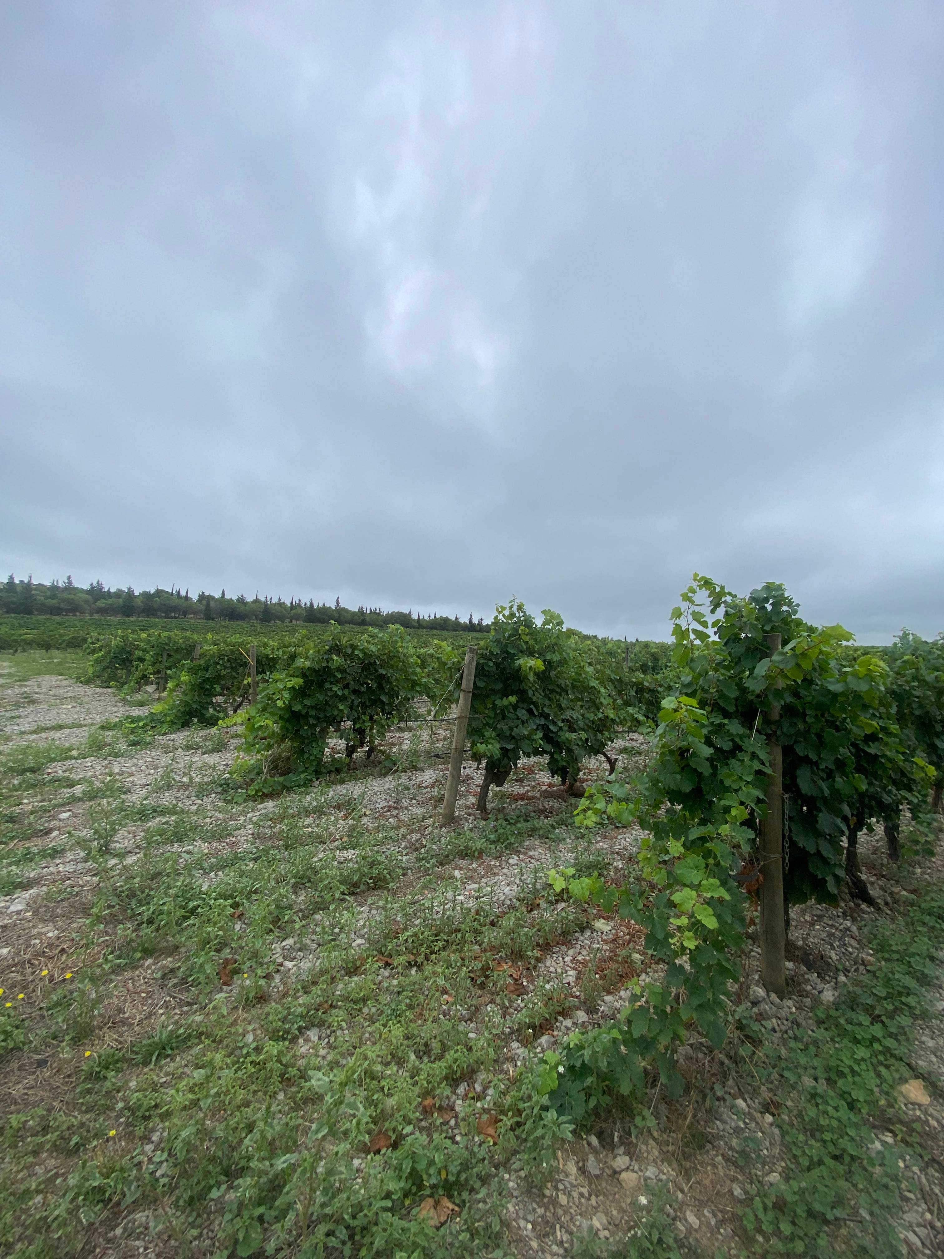 Group visit and tasting of 4 wines