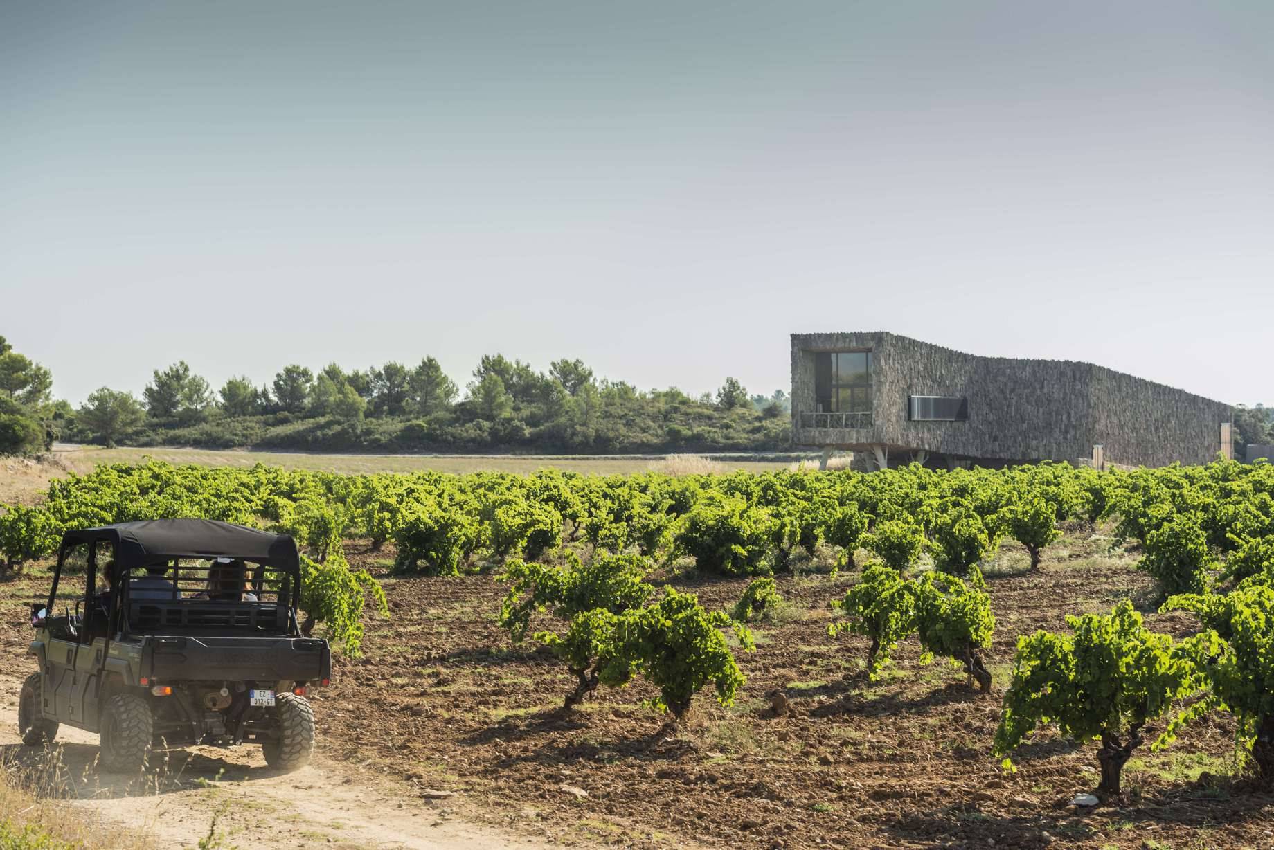 Safari dans les Vignes 