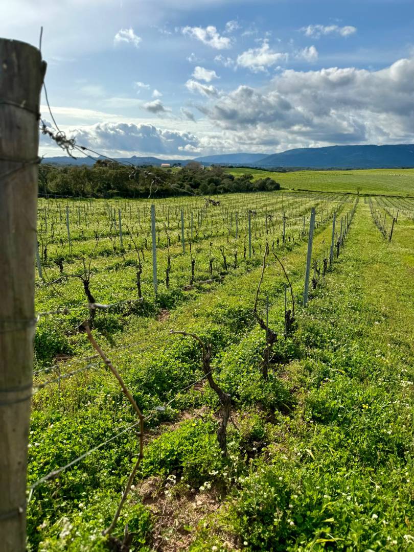 フランスワイン文化史全書 : ぶどう畑とワインの歴史 フランスワイン文化史全書 ― ぶどう畑とワインの歴史 | ロジェ