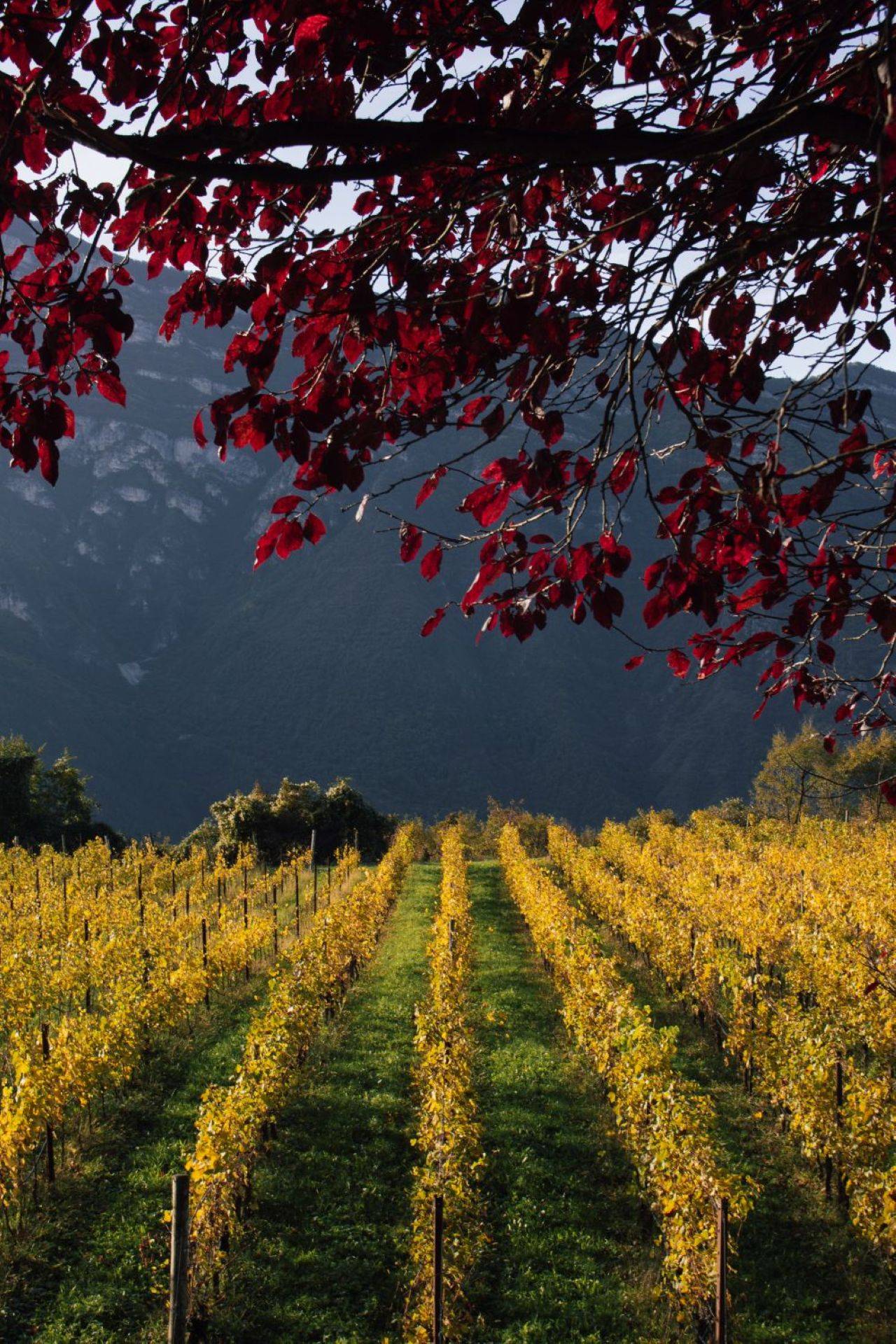 Enotour - Una degustazione tra i vigneti