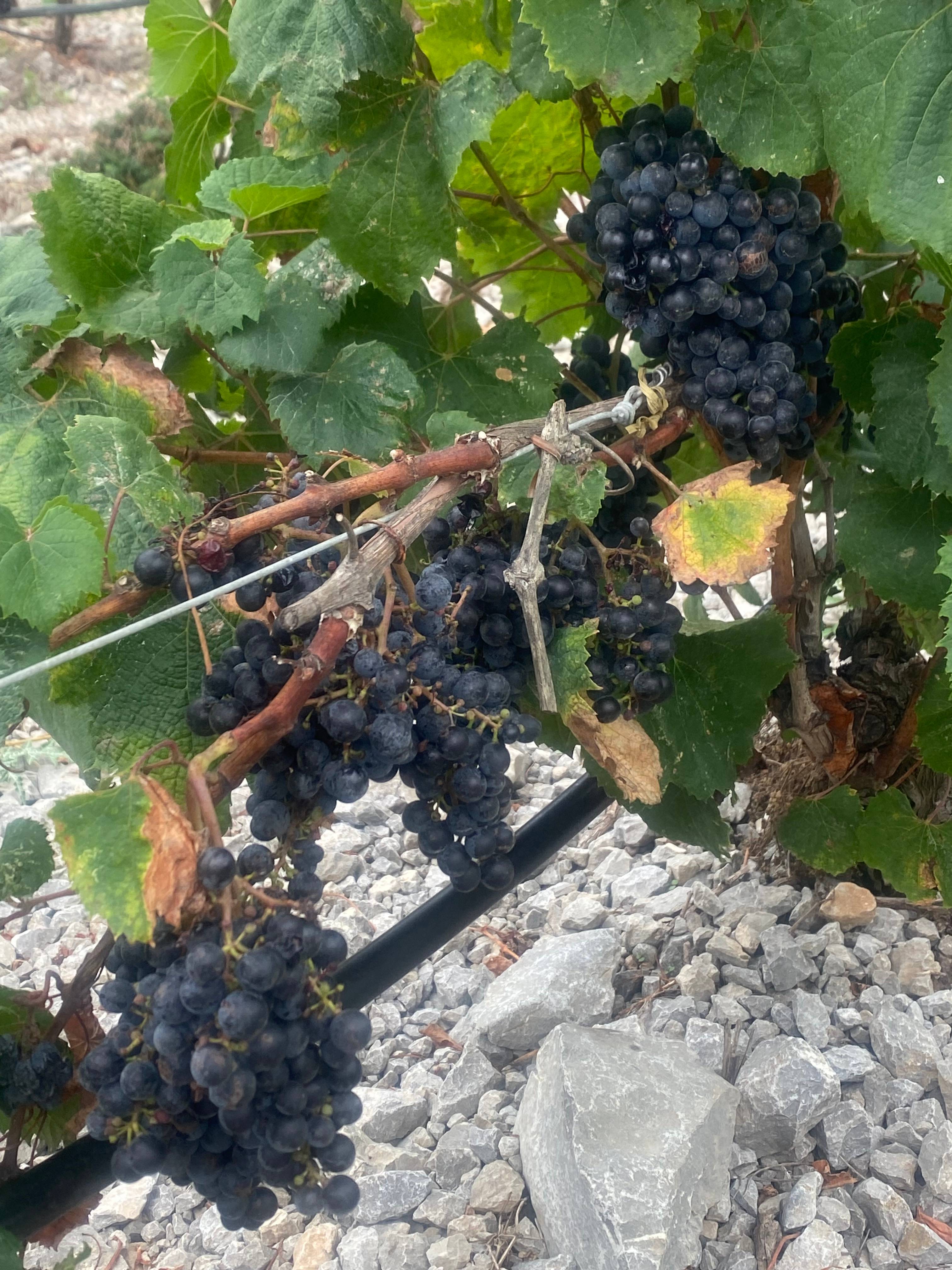 Group visit and tasting of 4 wines