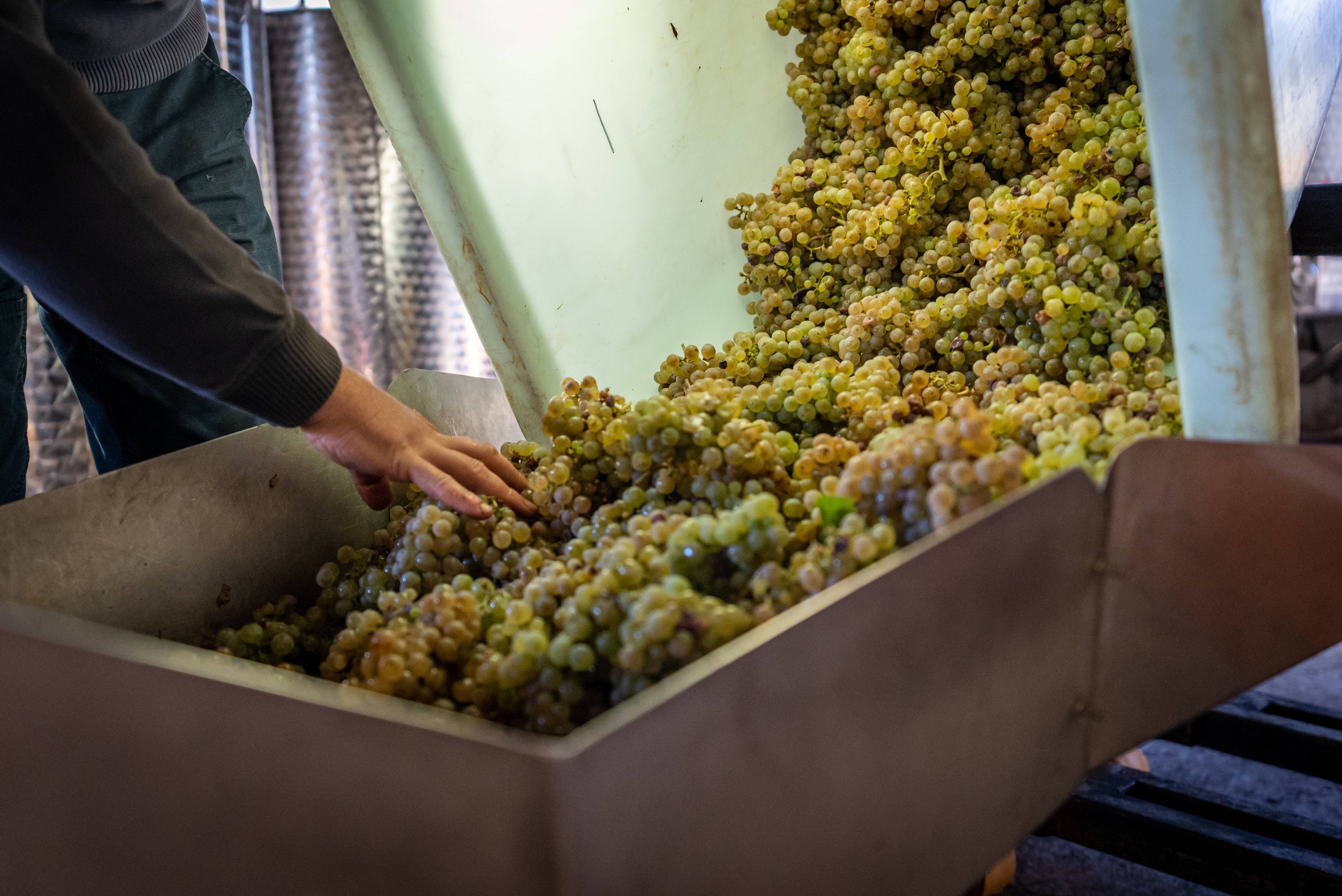 Winemaker for a day - Maison Jean Huttard - Winalist