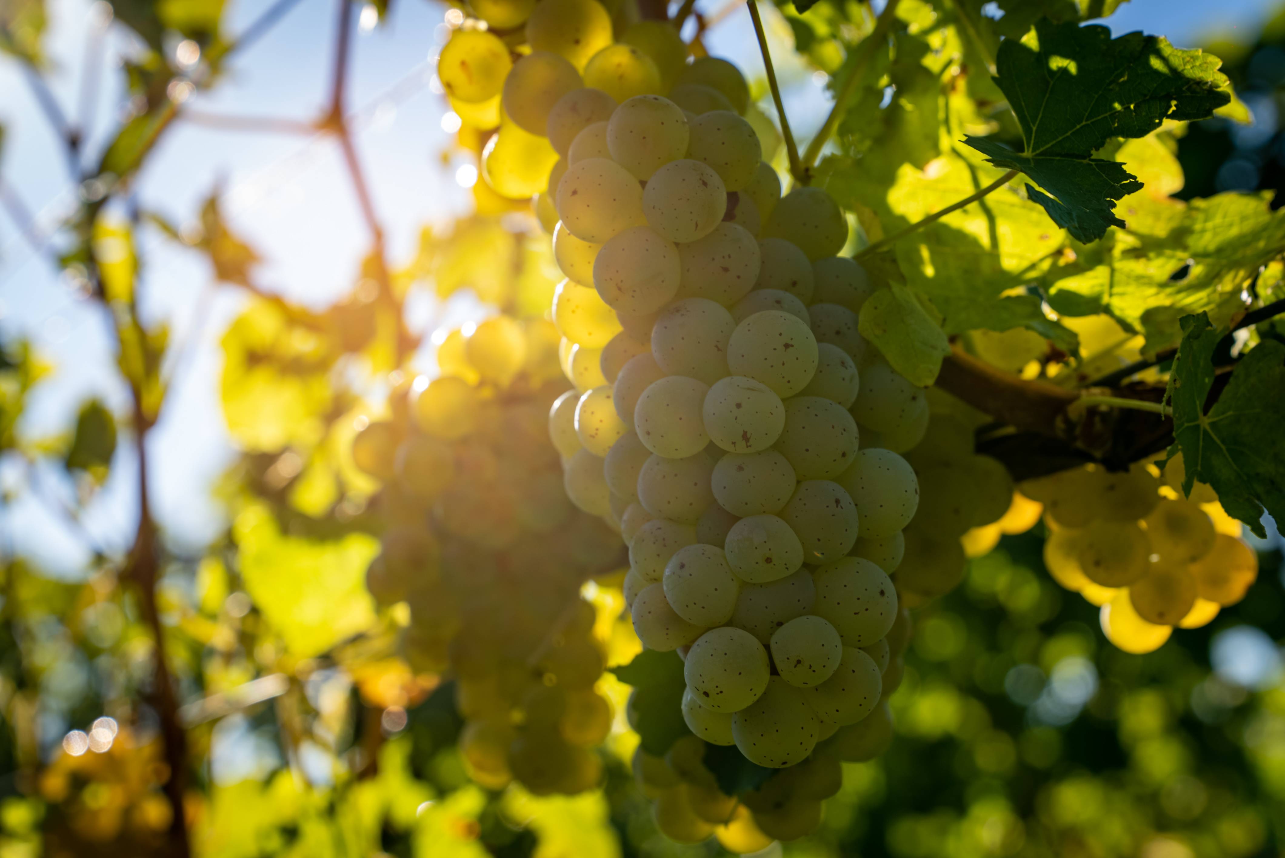 Winemaker for a day - Maison Jean Huttard - Winalist