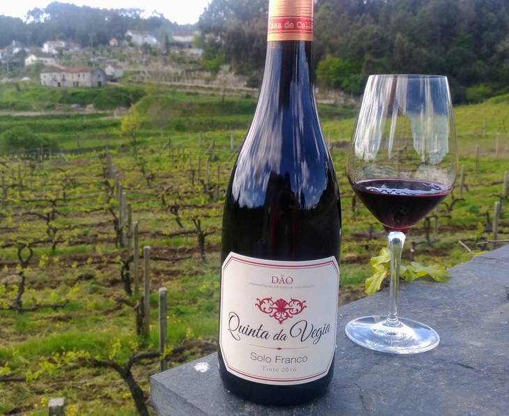 Castendo Wine Tours Tastings ⭐️ Best Wineries 2025