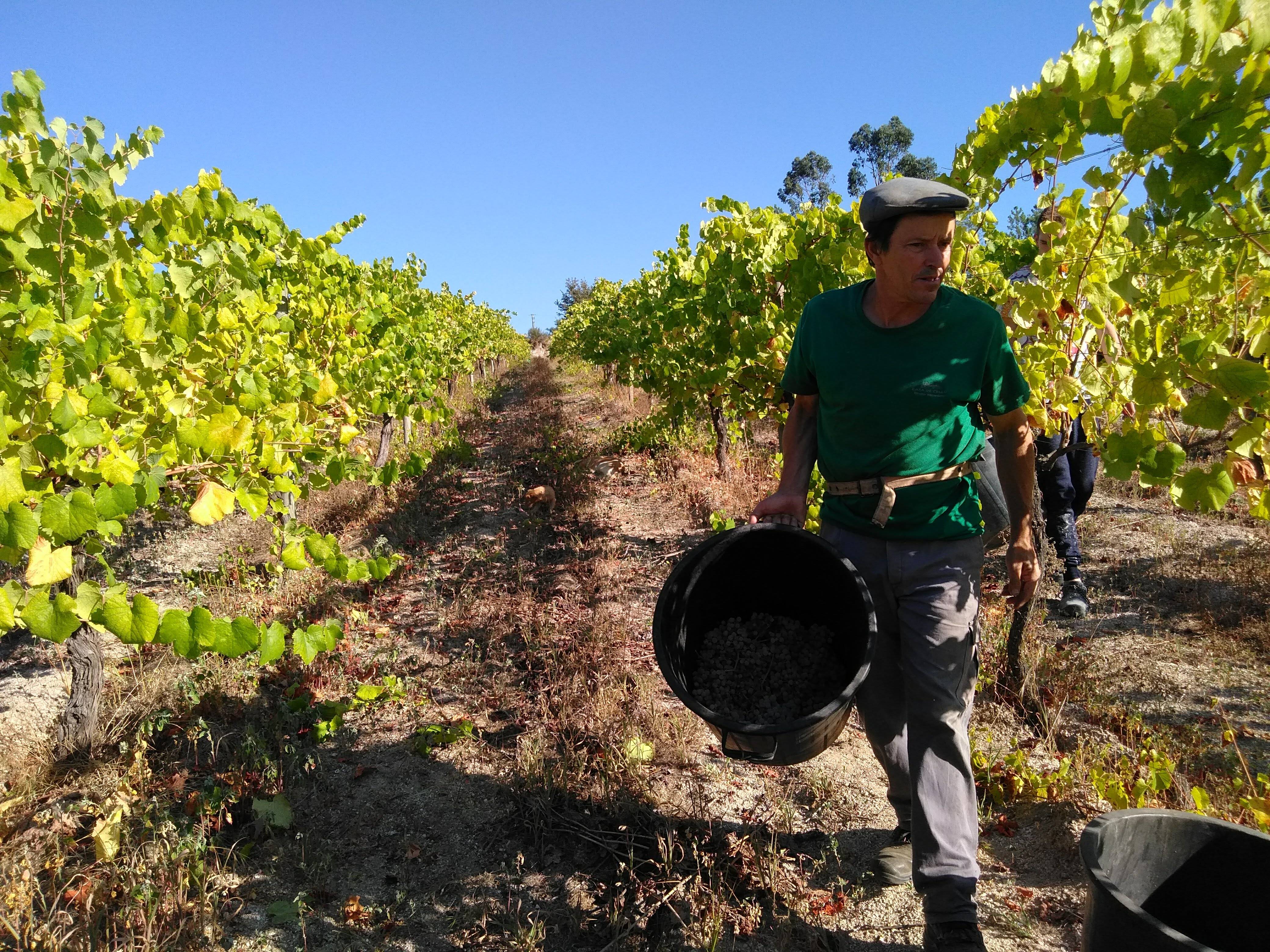 Tour degustações dois terroir - 4 vinhos
