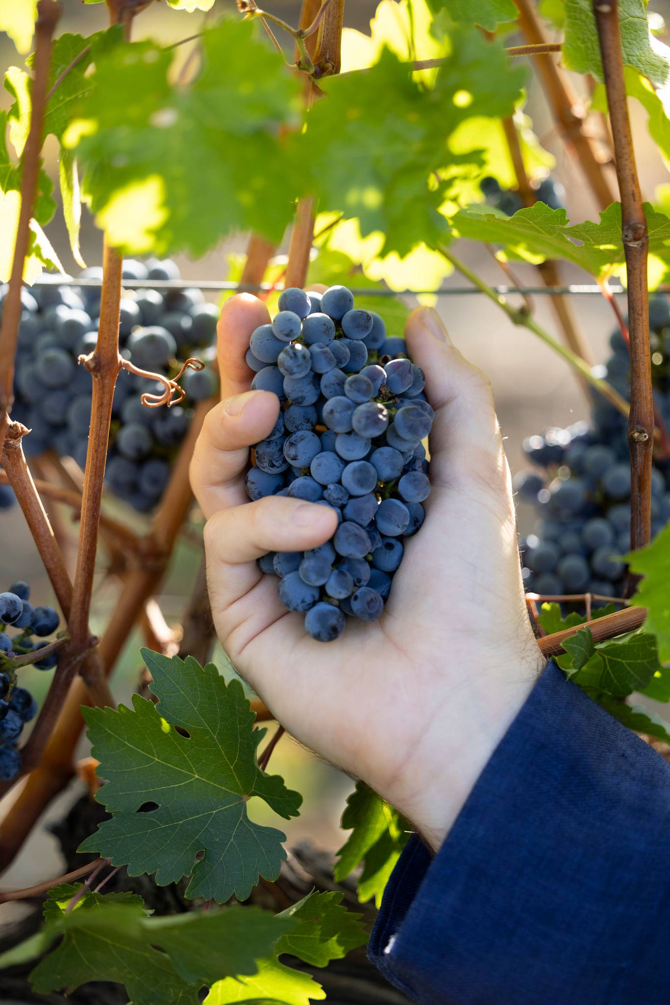 Casa Ruffino Signature Wine Tour
