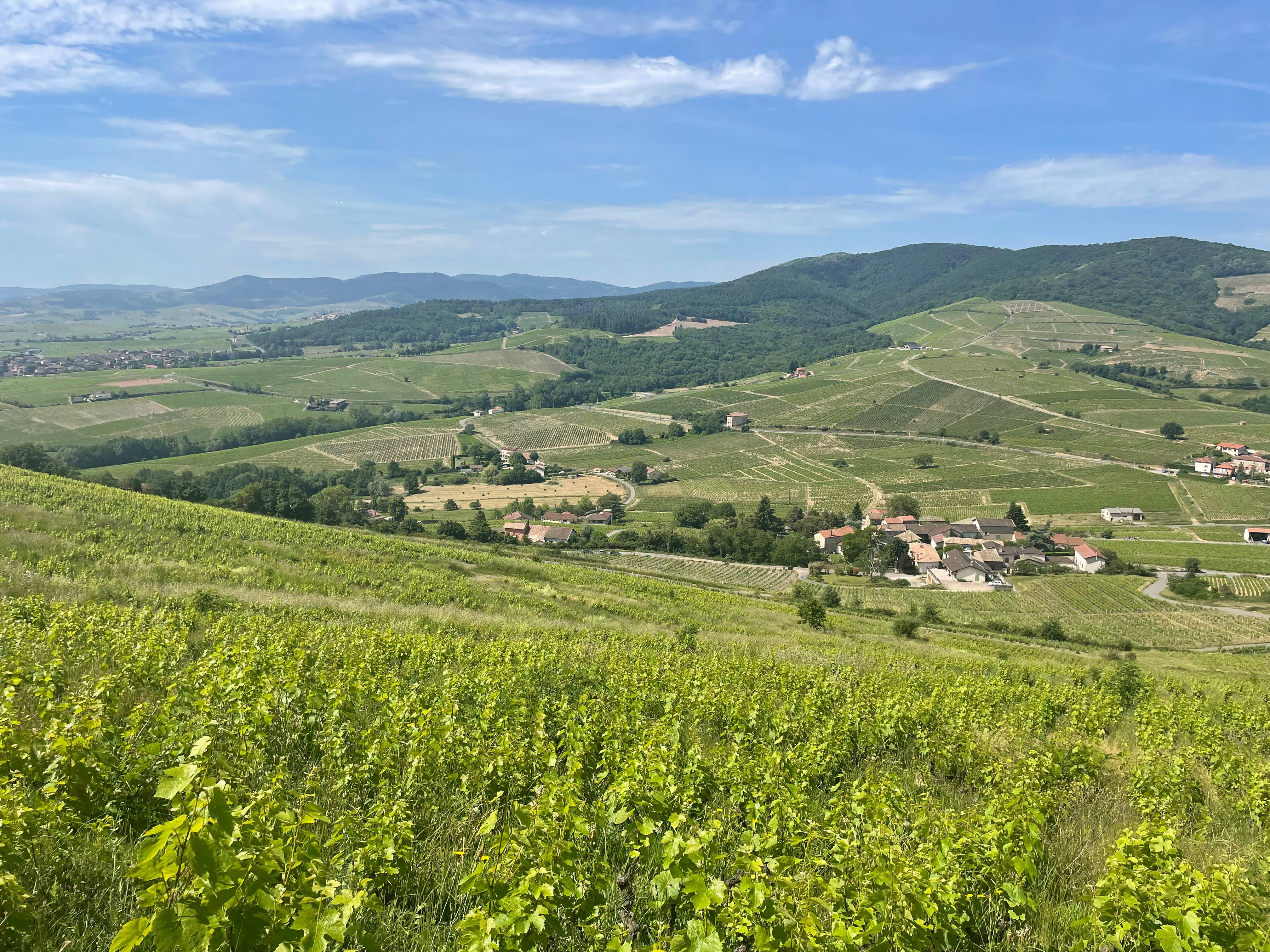 Bucolic walk in Brouilly - Château de la Perrière  - Winalist