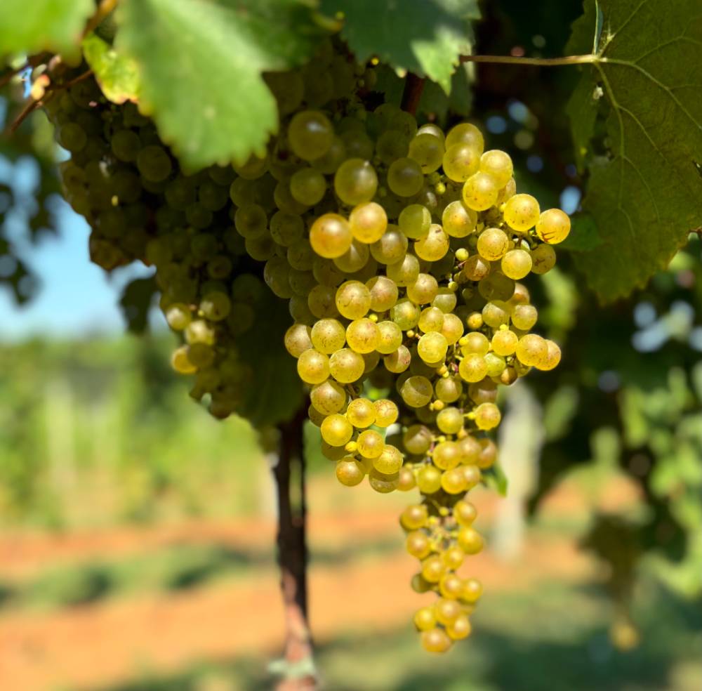 Vineyard Tour and Organic Wine Tasting