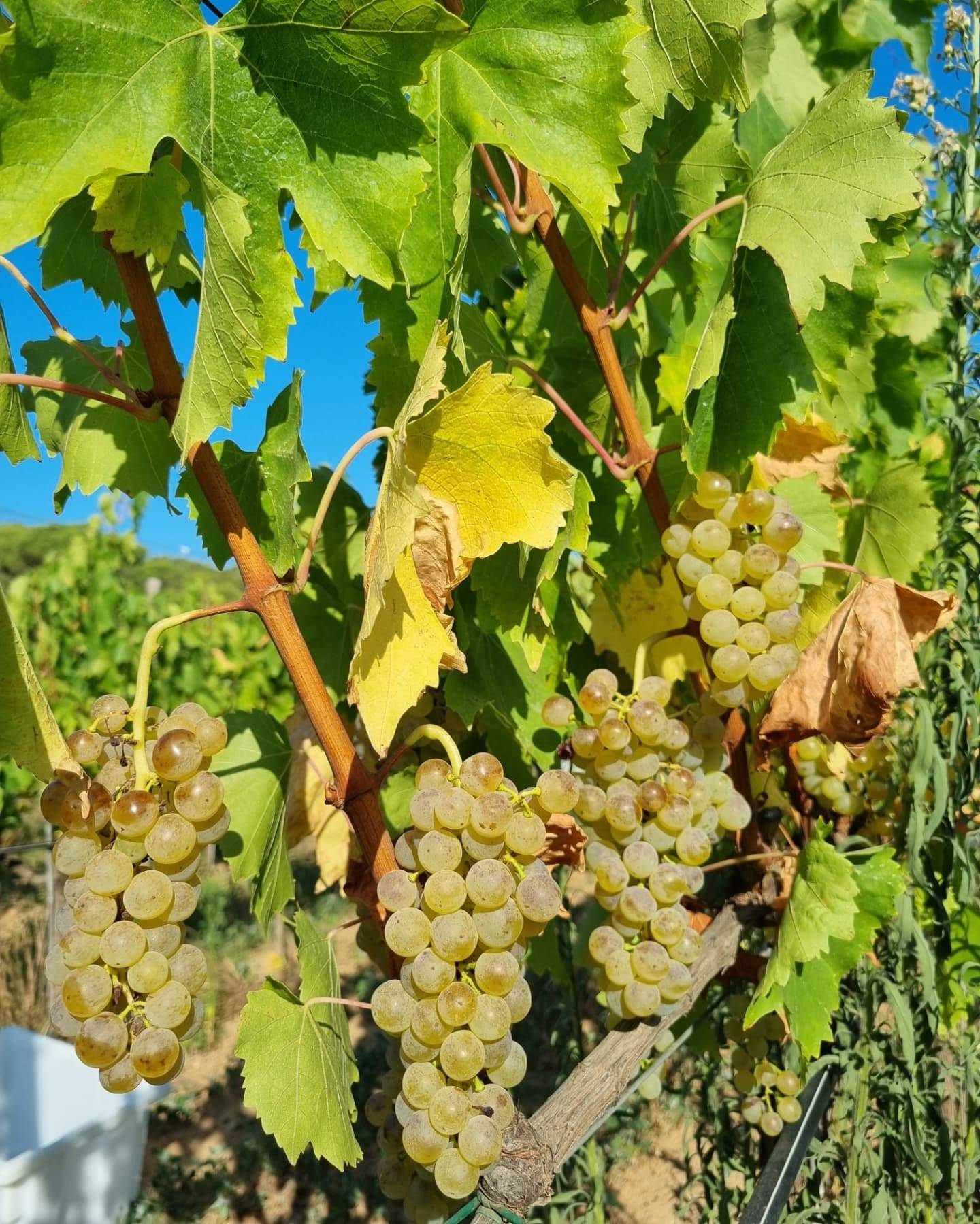 Guided tour and premium wine tasting