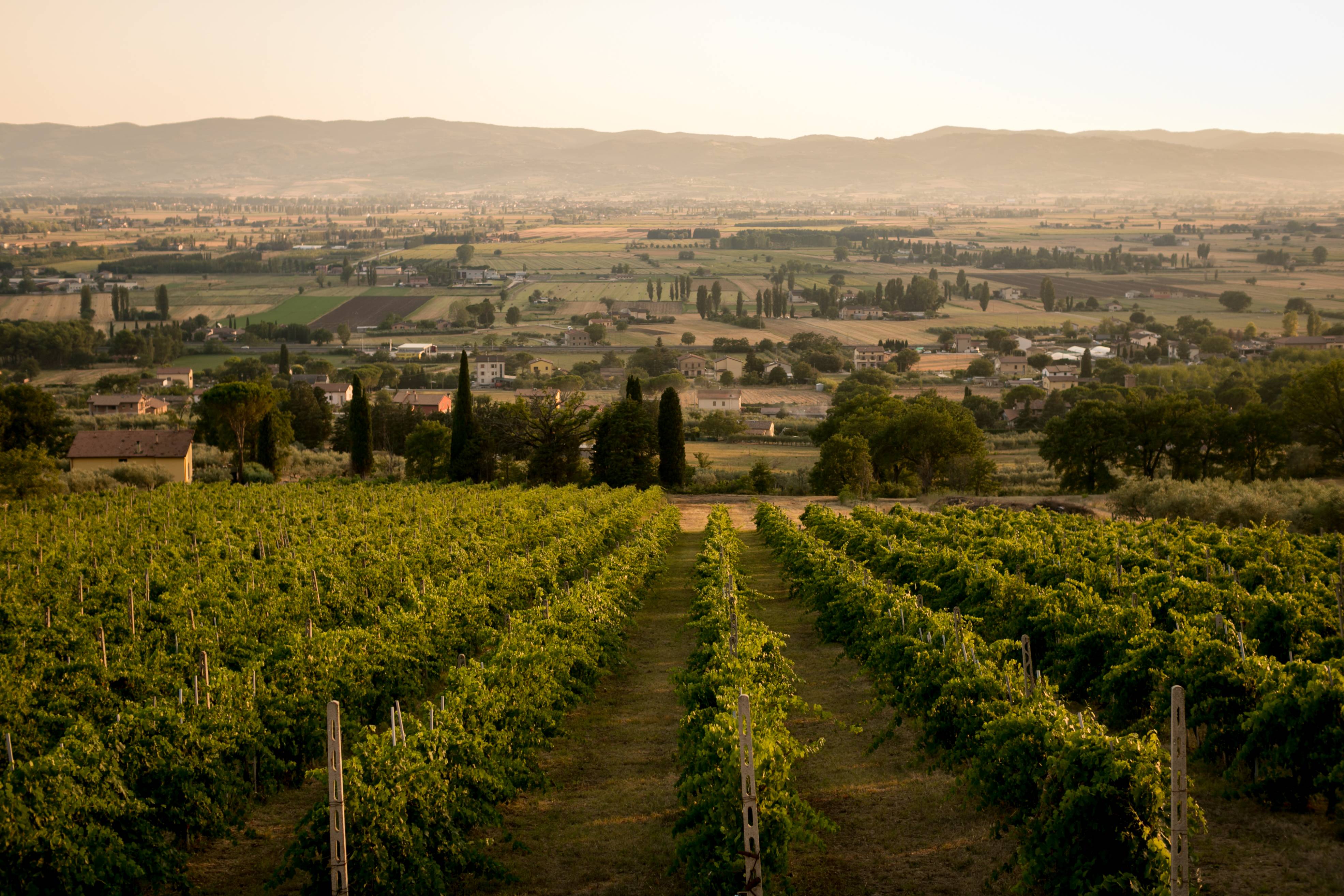 spello - Visiter Spello : Village fleuri et caves d'Ombrie - 2025 - 17