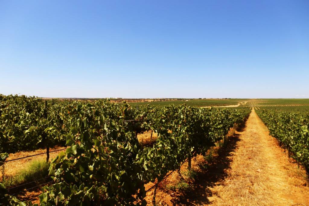 Classic Visit and Tasting - Herdade do Esporão - Winalist
