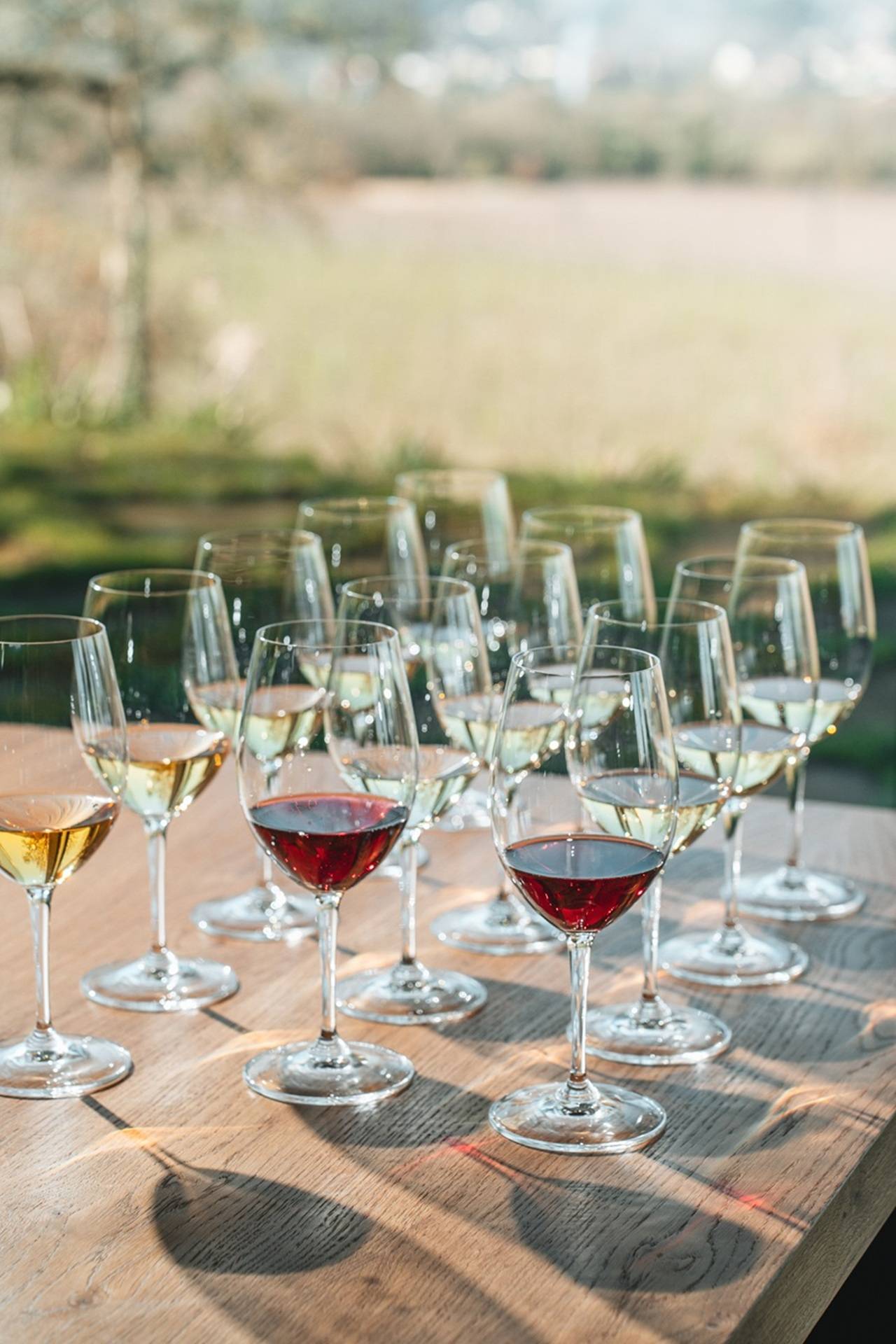 Degustazione di Vitigni