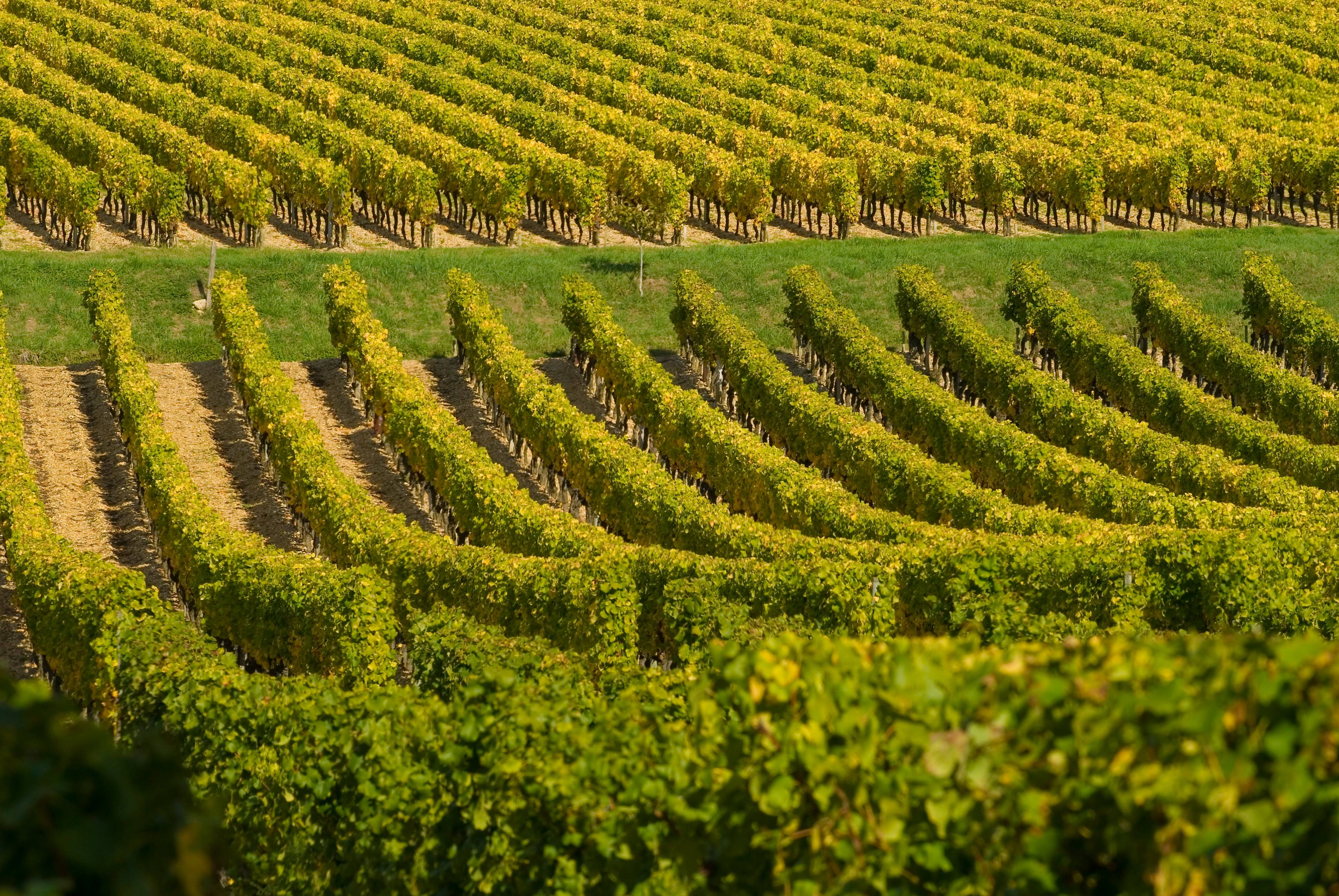 Que visiter autour de Bordeaux ? Châteaux et excursions incontournables - 2026 - 20 - que visiter autour de bordeaux que visiter autour de bordeaux - Que visiter autour de Bordeaux ? Châteaux et excursions incontournables - 2026 - 19