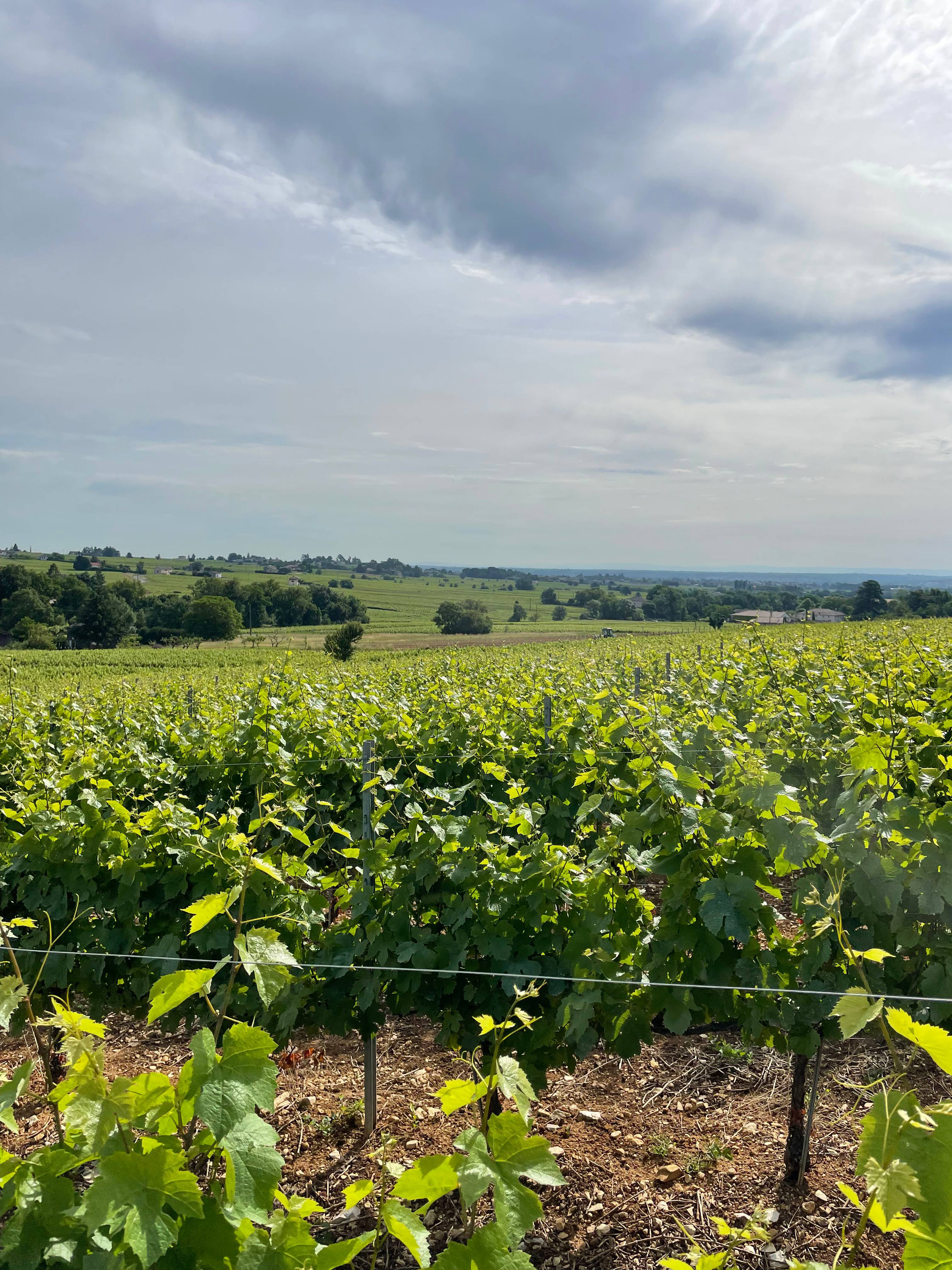 Bucolic walk in Brouilly - Château de la Perrière  - Winalist
