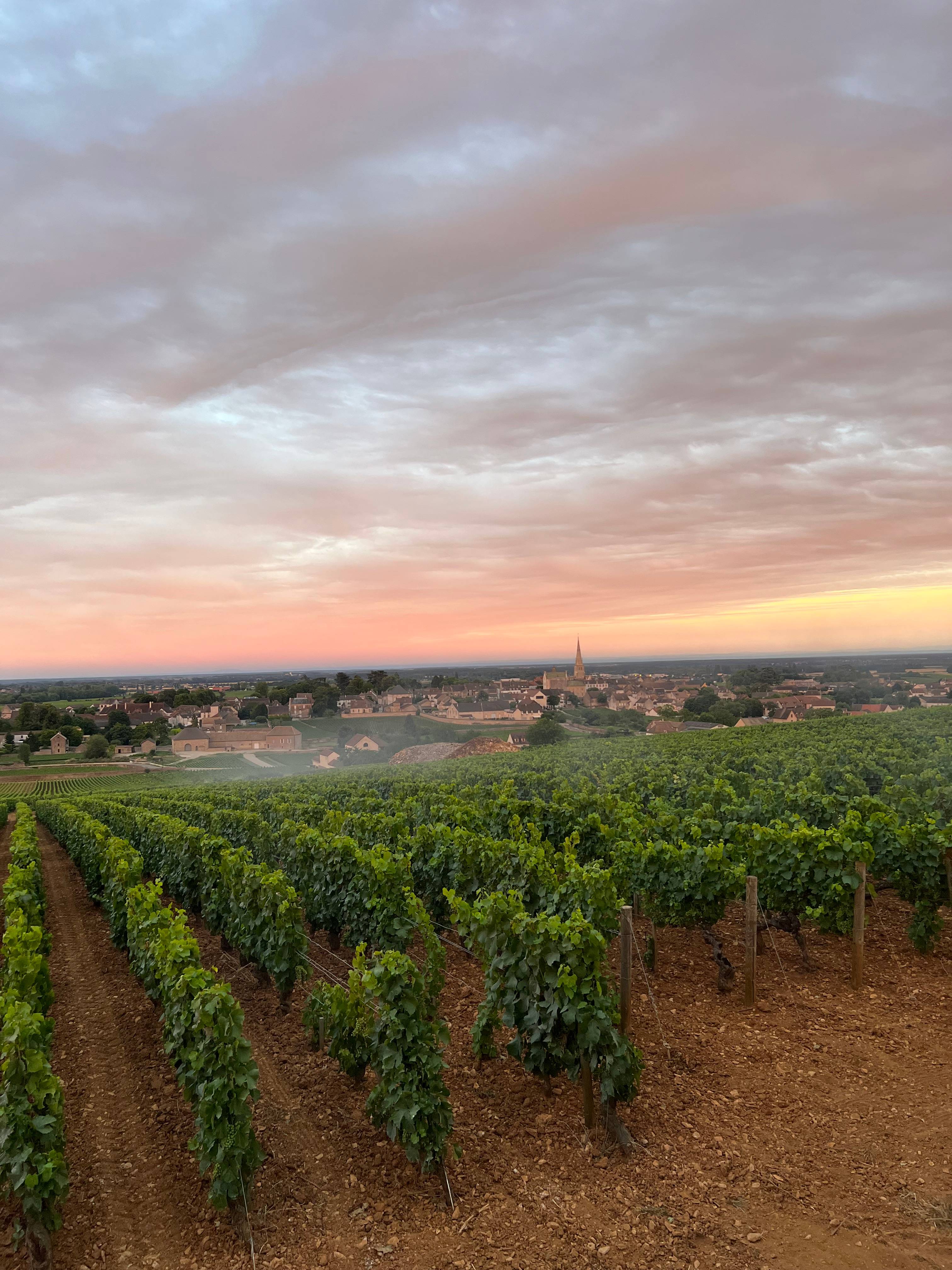 Dijon - Côte de Nuits Wine Tour with Tasting
