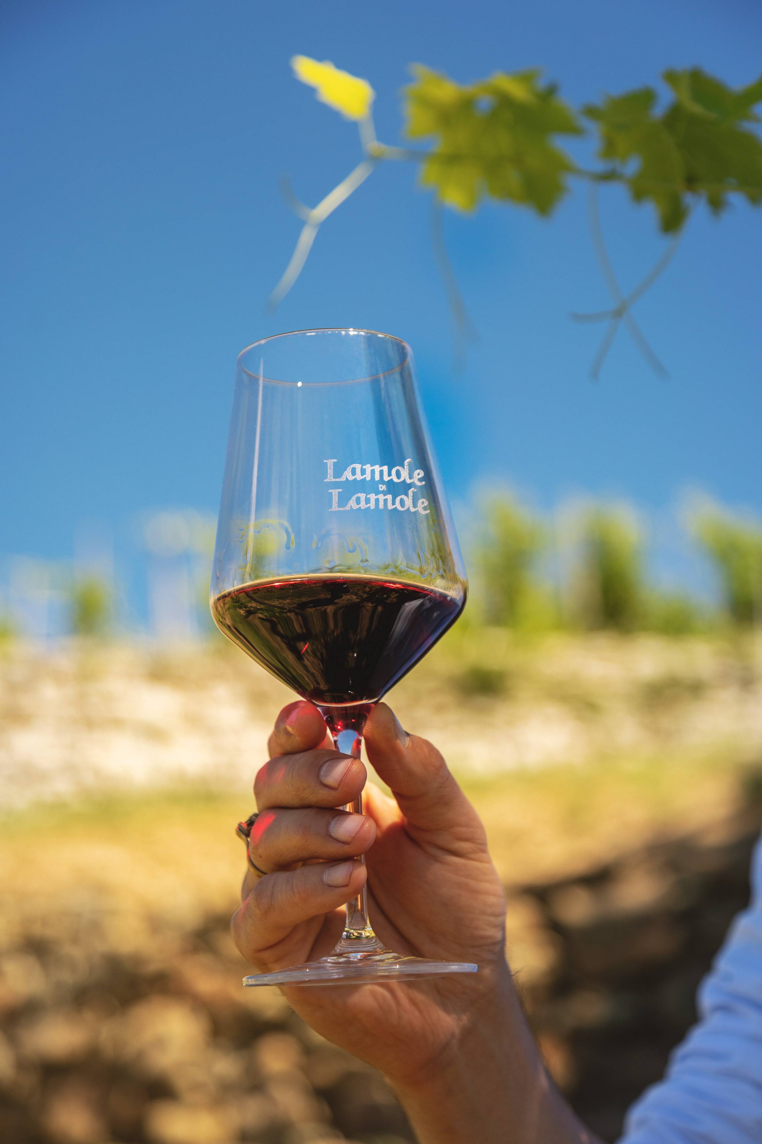 Picnic in the Vineyard