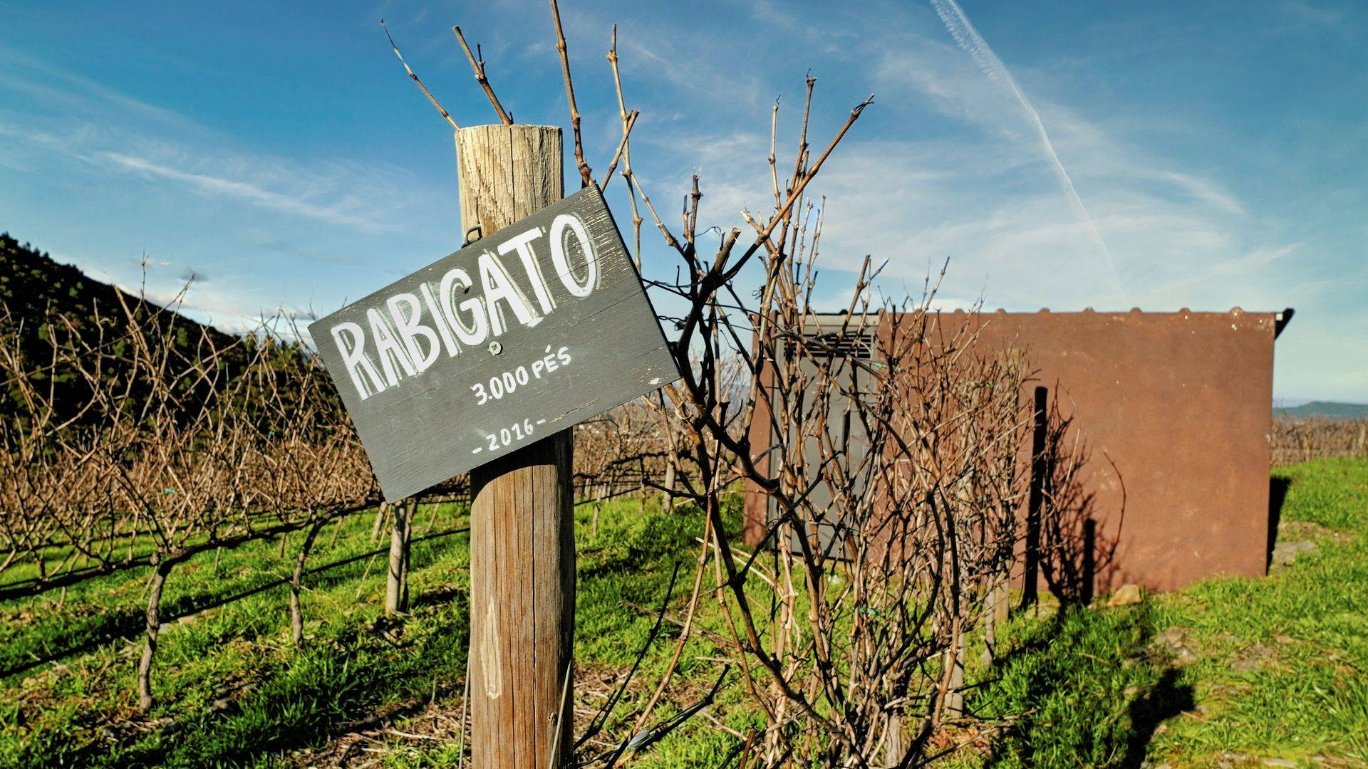 Tour della valle del Douro per un massimo di 8 persone - Cooltour Oporto - Winalist