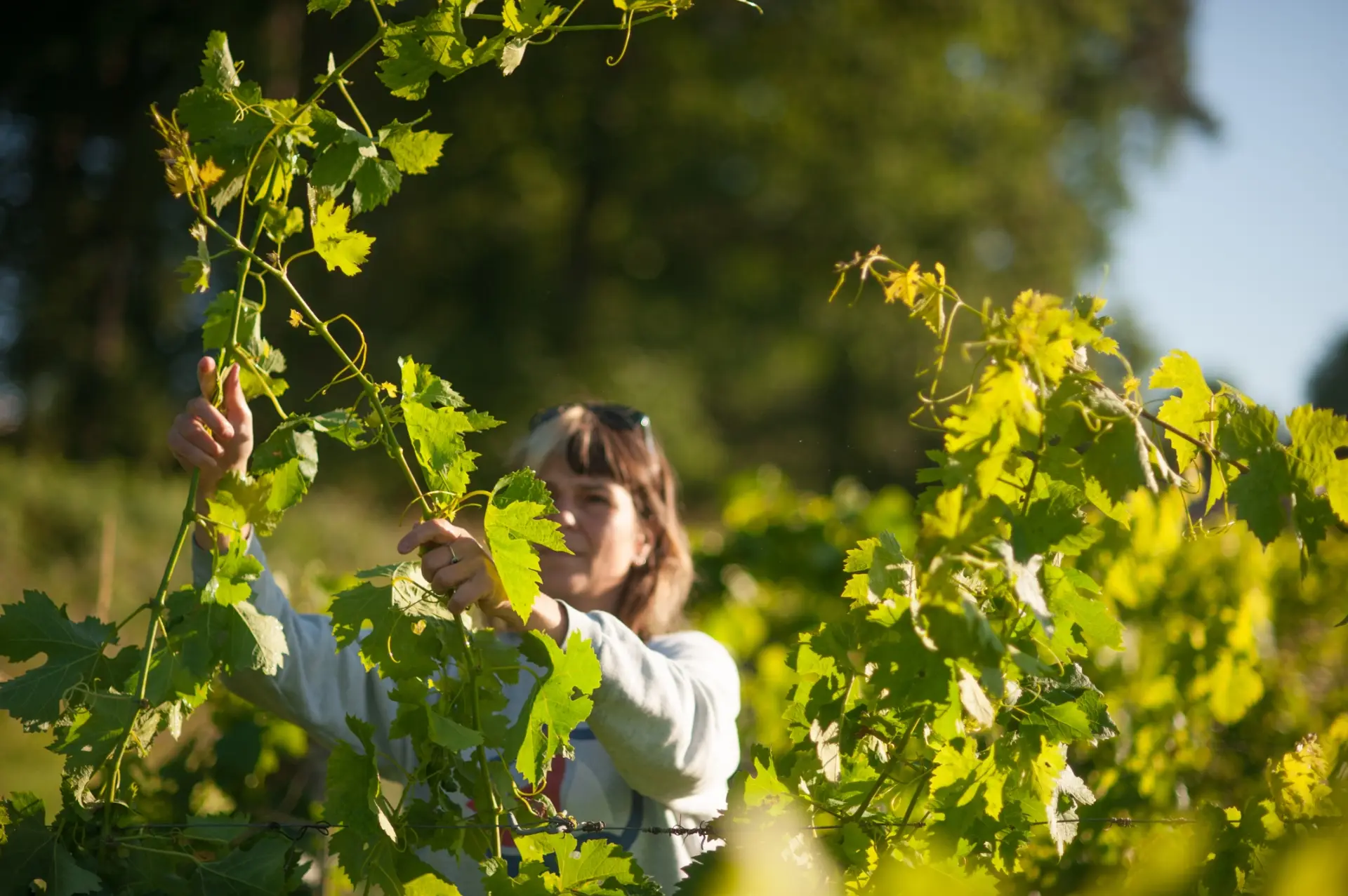 Château Mons La Graveyre - Winalist