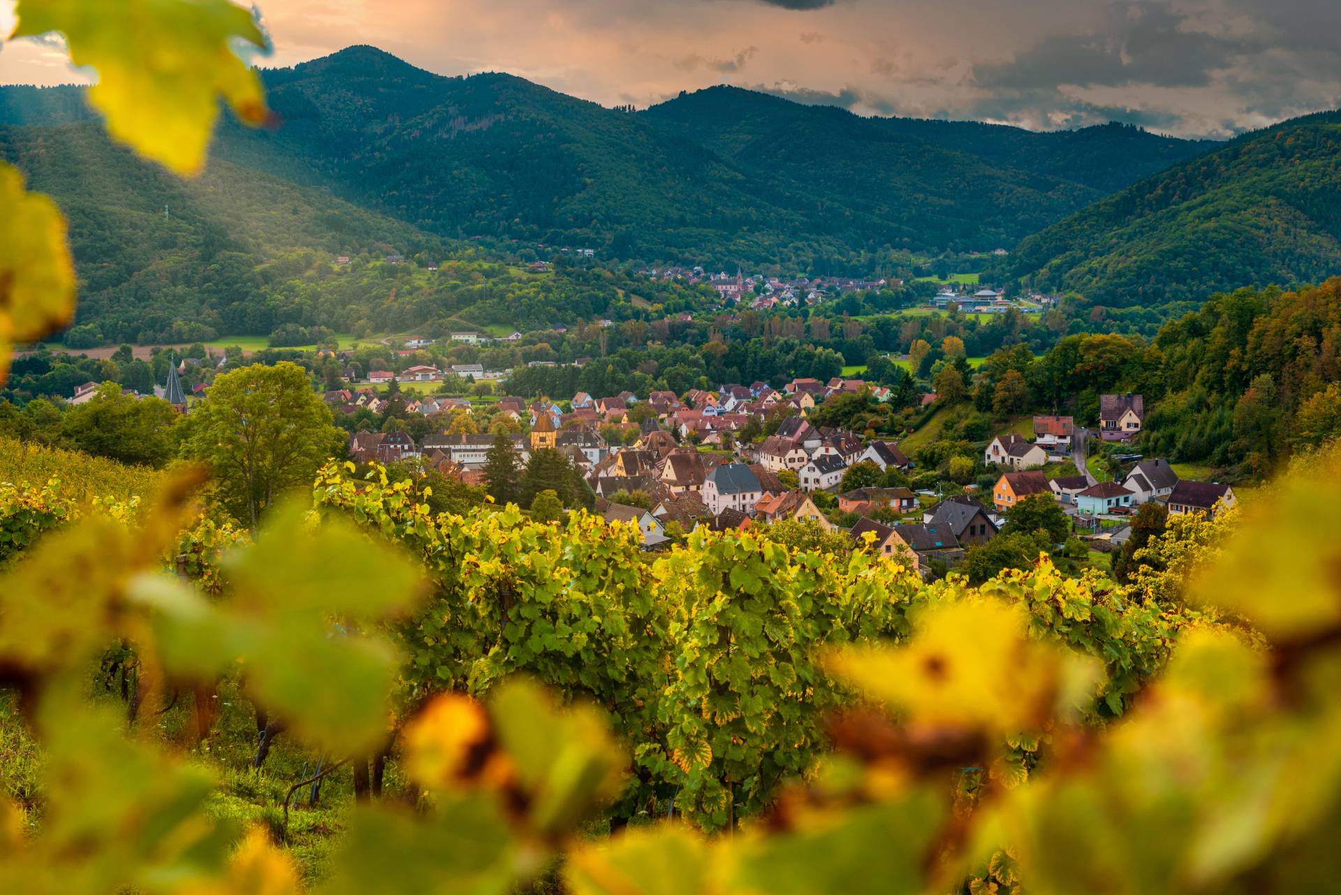 Domaine Schoenheitz - Winalist