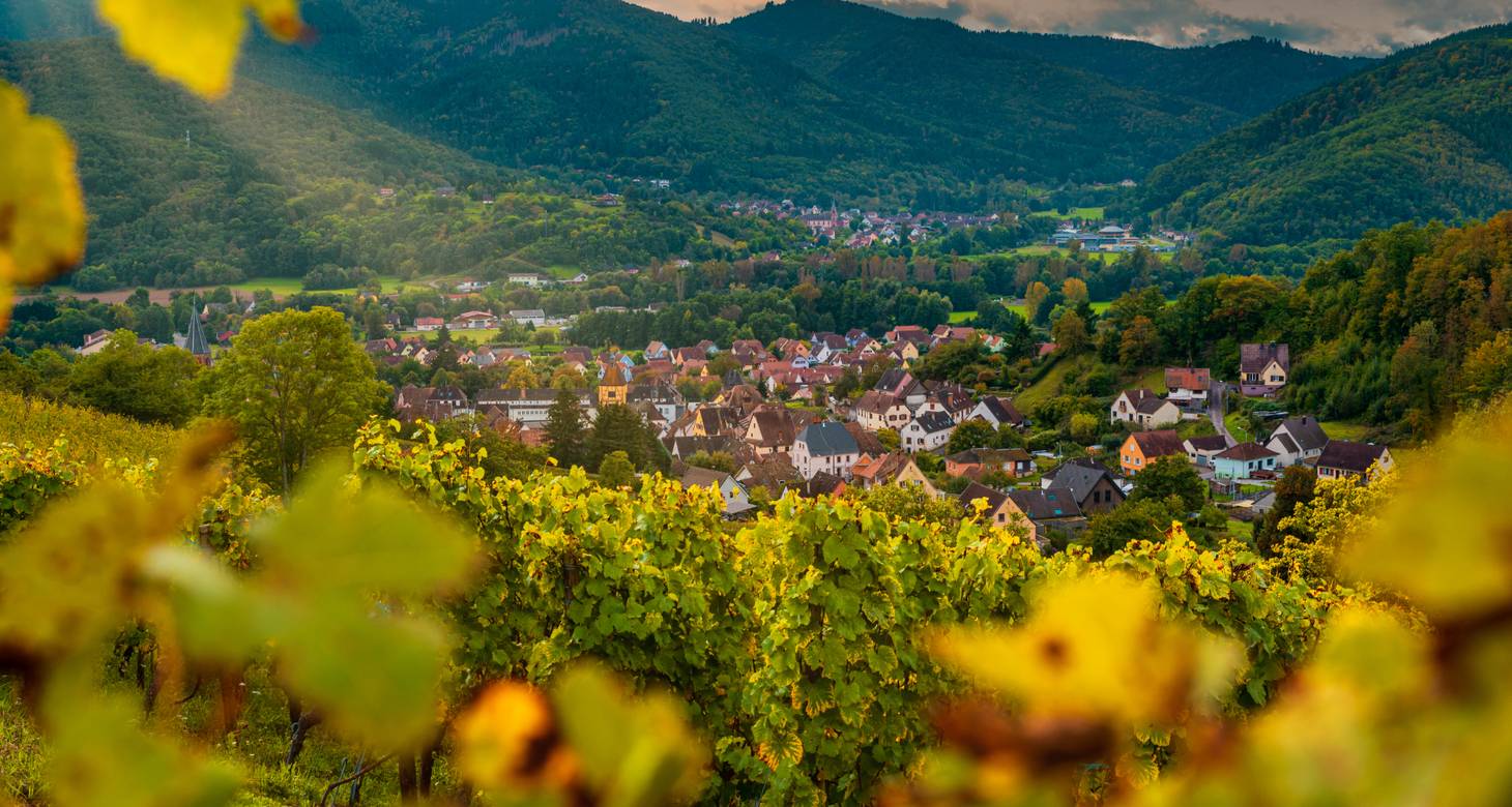 Sur la route des vins de France - 2026 - 2 - route des vins alsace_vineyard_orschwillercvuano-conseilvinsalsace_1-1024x551