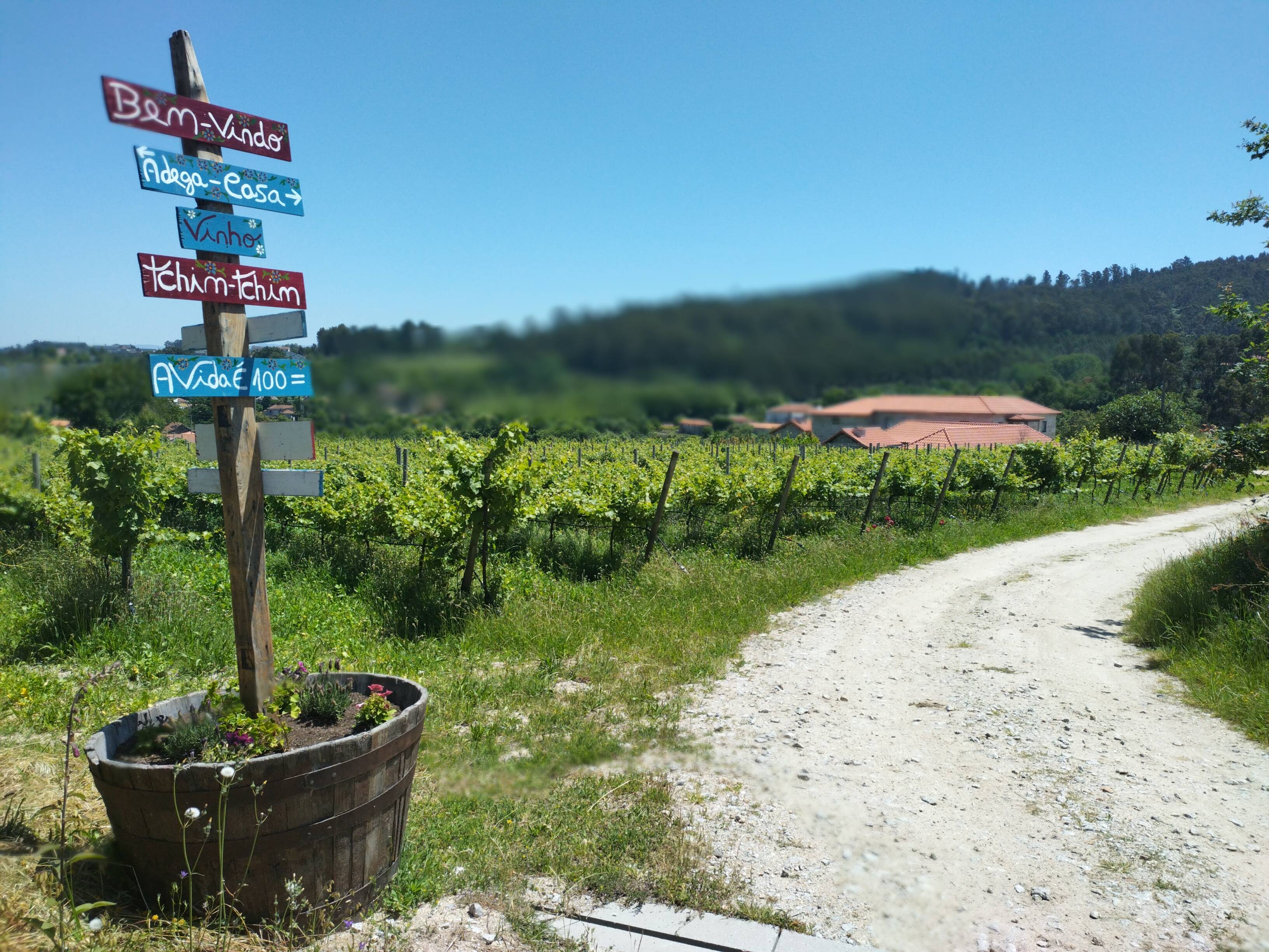 Sem Igual Vinho Verde: visit and tasting - 100Igual Wines  - Winalist