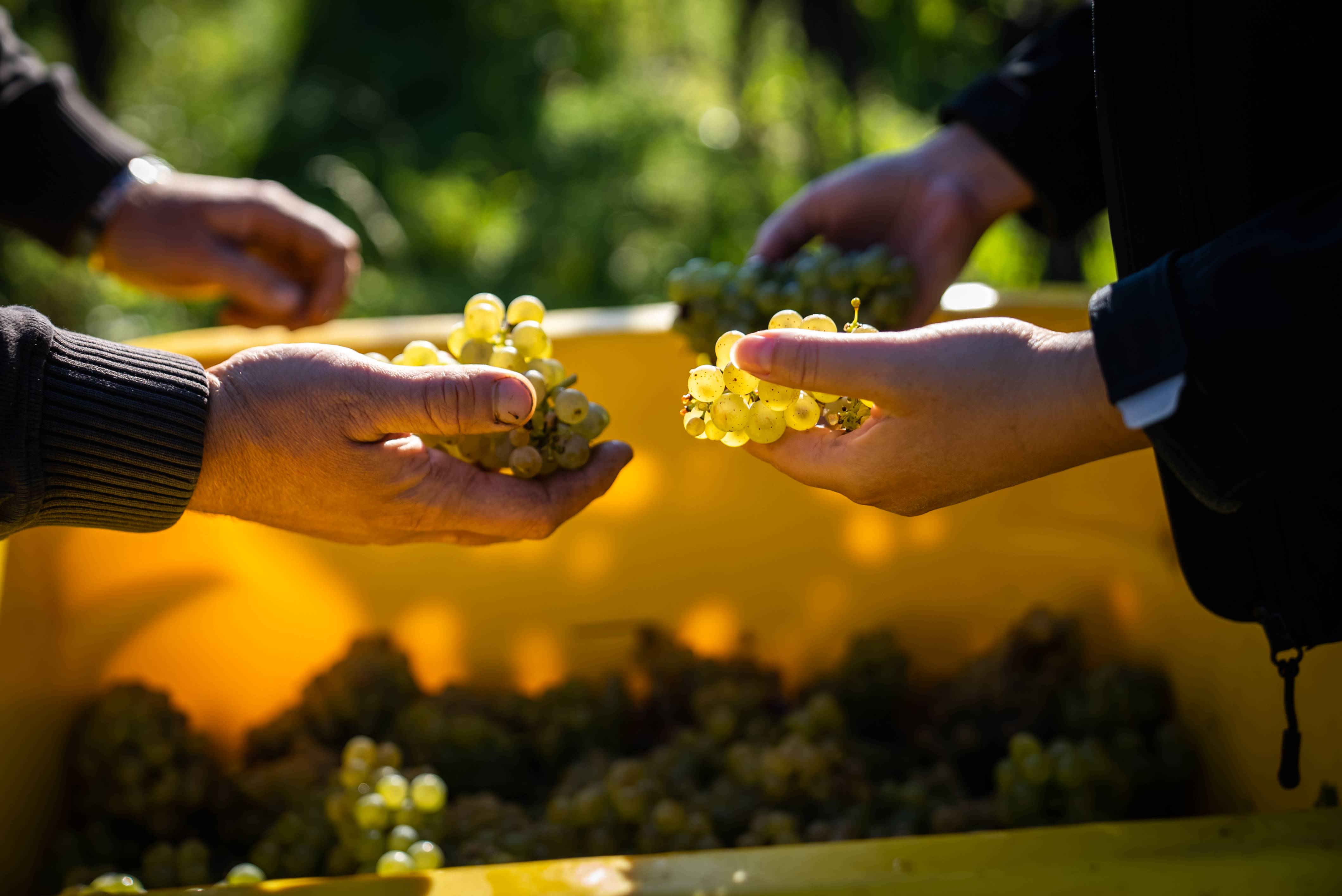 Winemaker for a day - Maison Jean Huttard - Winalist