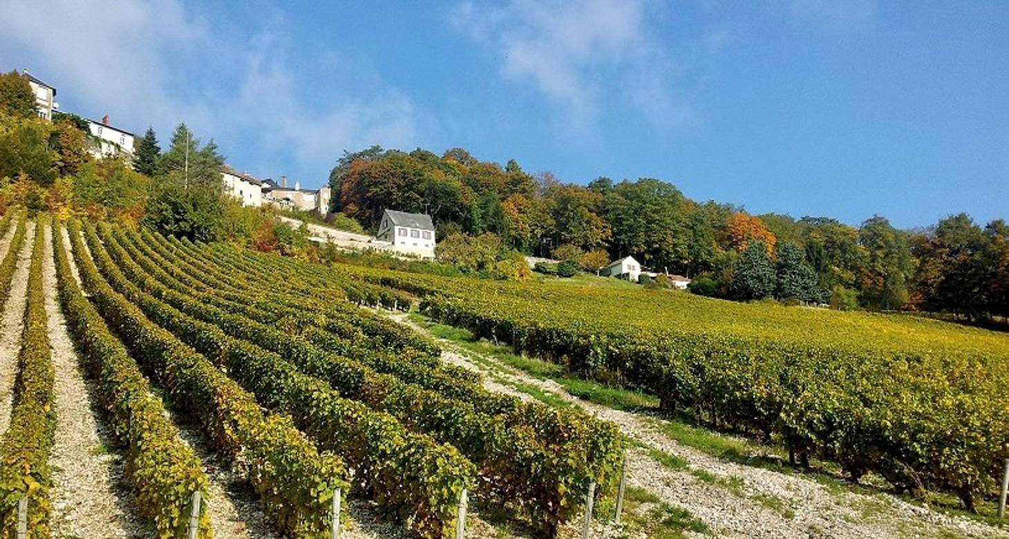Route des vins de Loire: guide des vins de la vallée - 2026 - 41 - route des vins loire route des vins loire - Route des vins de Loire: guide des vins de la vallée - 2026 - 40