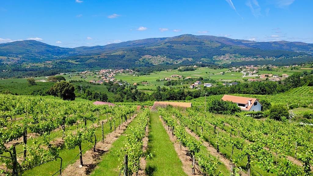  Monção & Melgaço | Alvarinho | Vinho Verde DOC