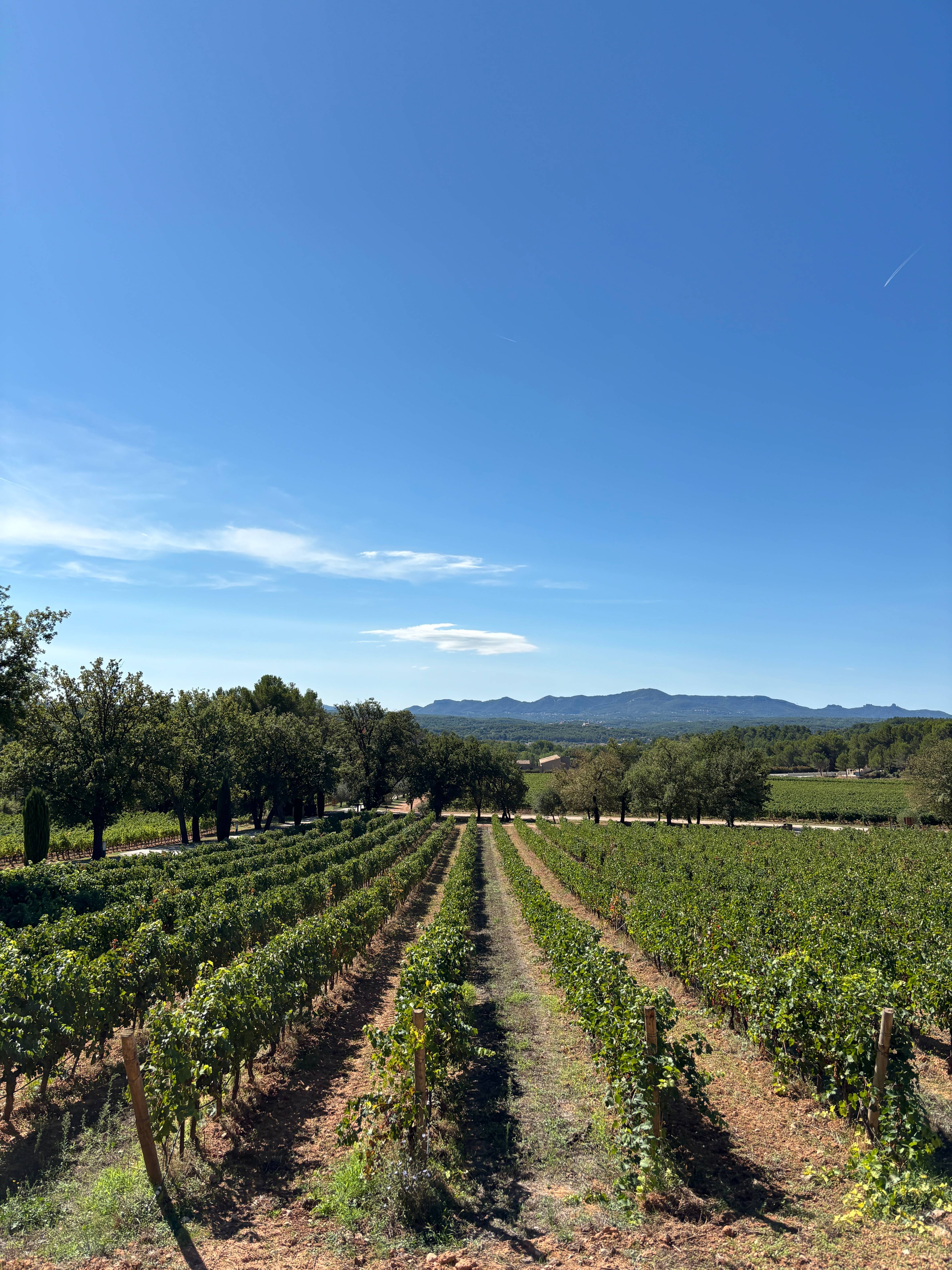 Vineyard and Wine Immersion