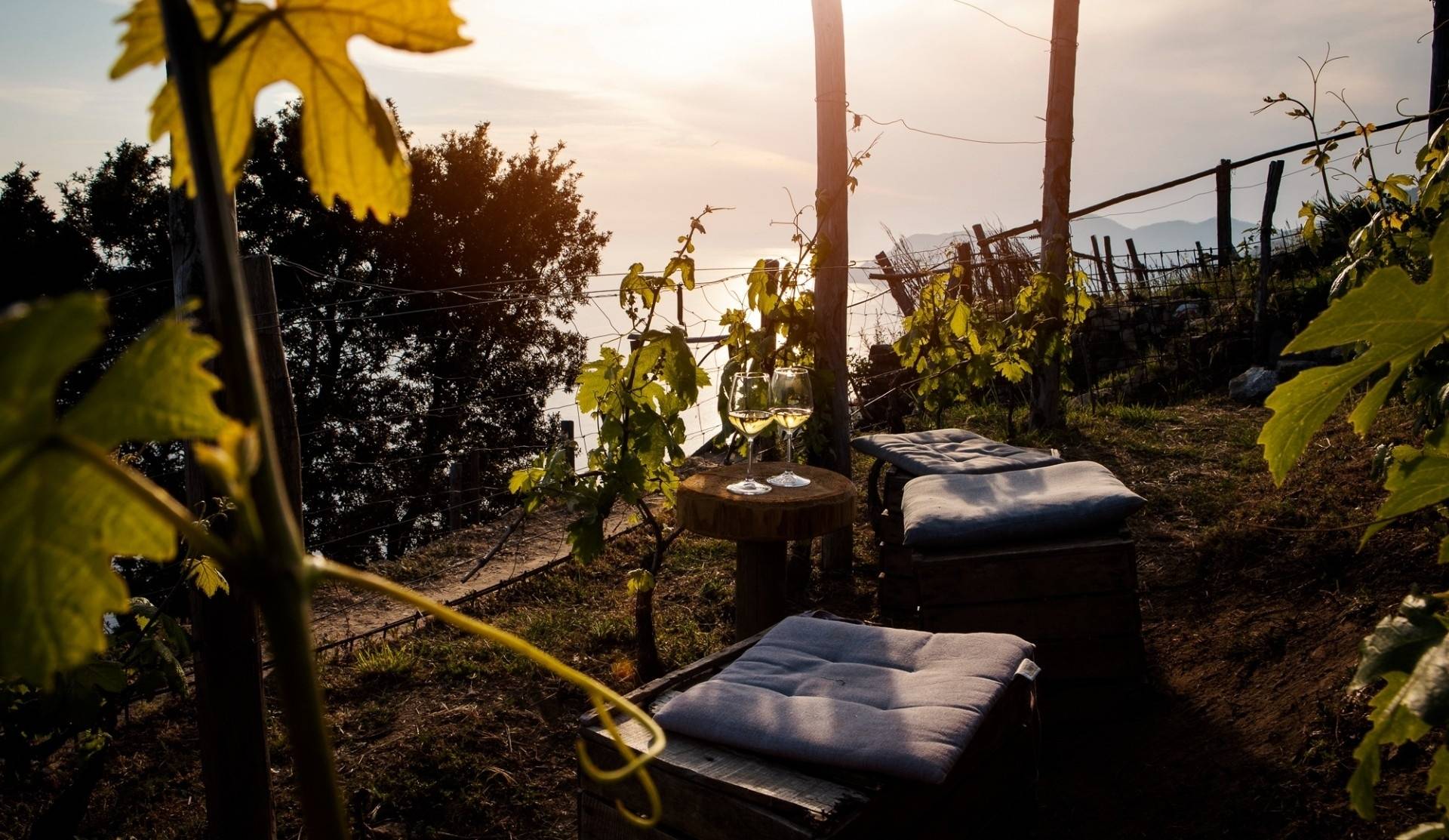 Cantina Capellini - Winalist