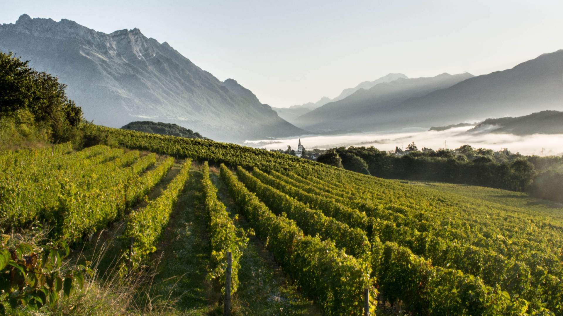 Domaine De L'idylle - Winalist