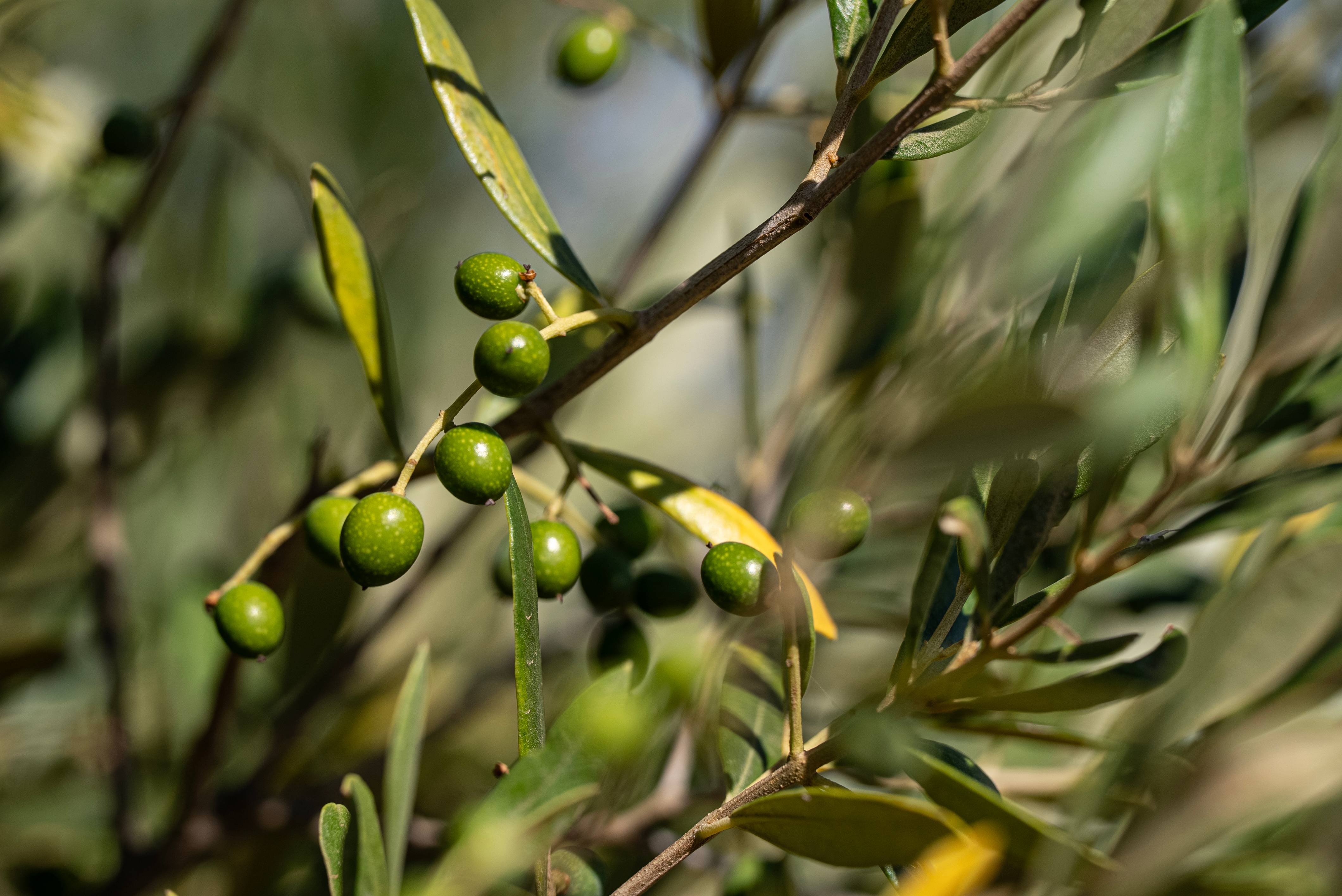 Olive Oil Tour and Tasting - Herdade do Esporão - Winalist