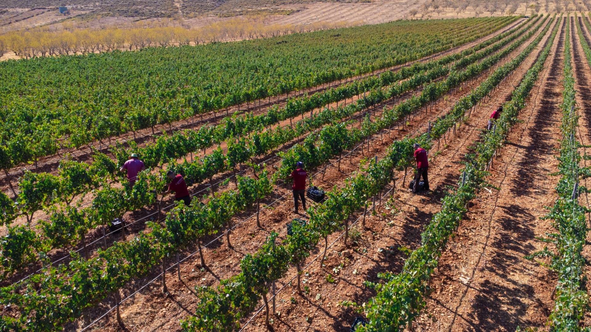 Bodegas Calvente  - Winalist