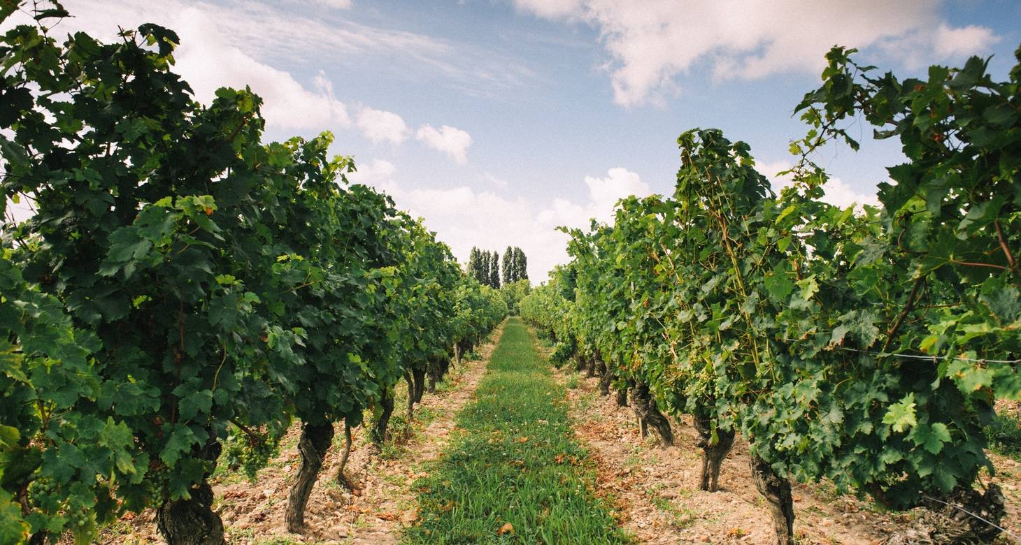 Route des vins de Loire: guide des vins de la vallée - 2026 - 26 - route des vins loire route des vins loire - Route des vins de Loire: guide des vins de la vallée - 2026 - 25