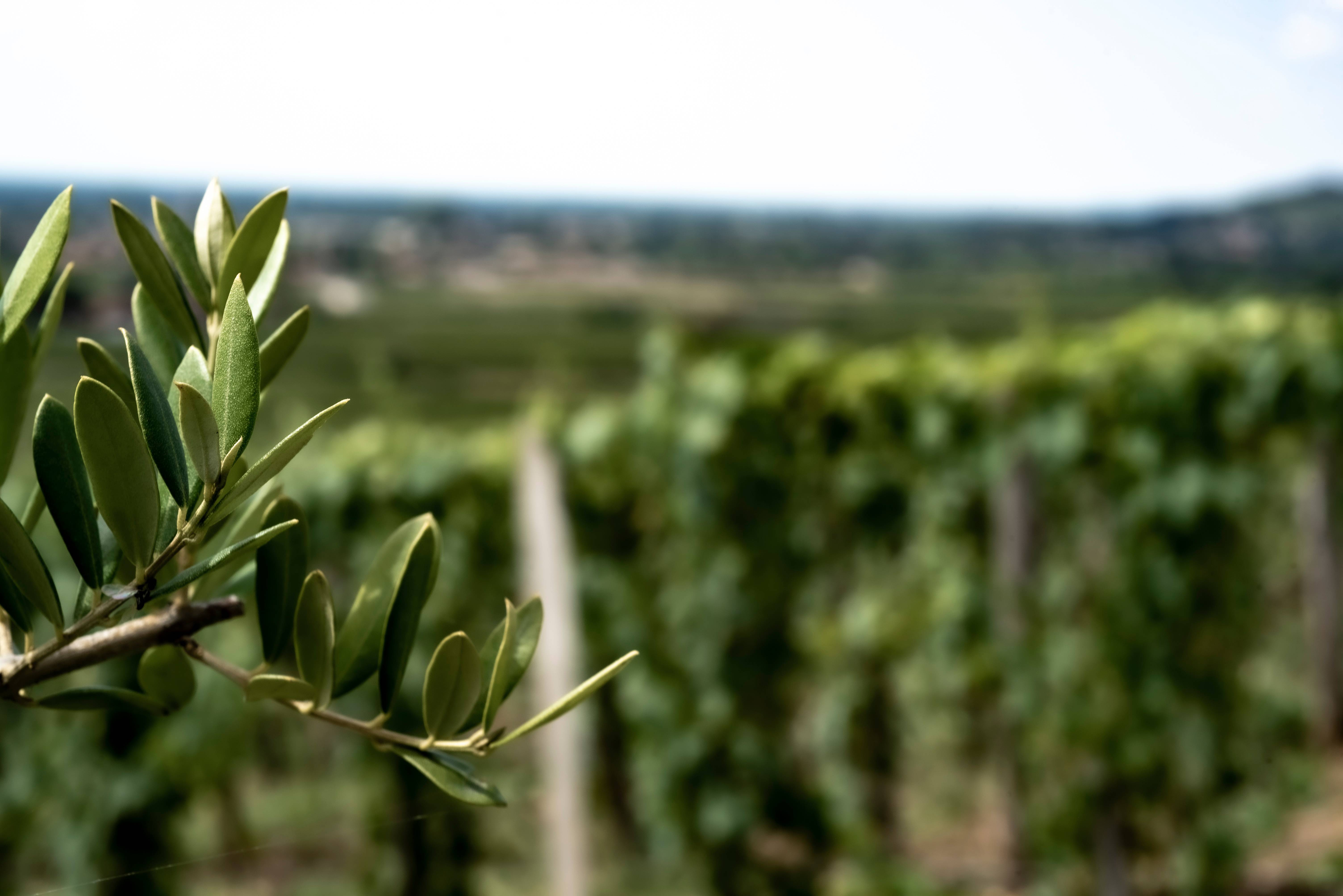 Group Visit +10 pers. "Secrets of the Perched" - Domaine des Perchés - Winalist