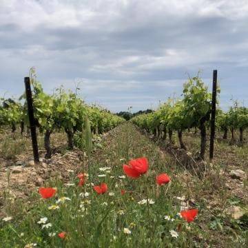 Exploration des Cépages Bourguignons