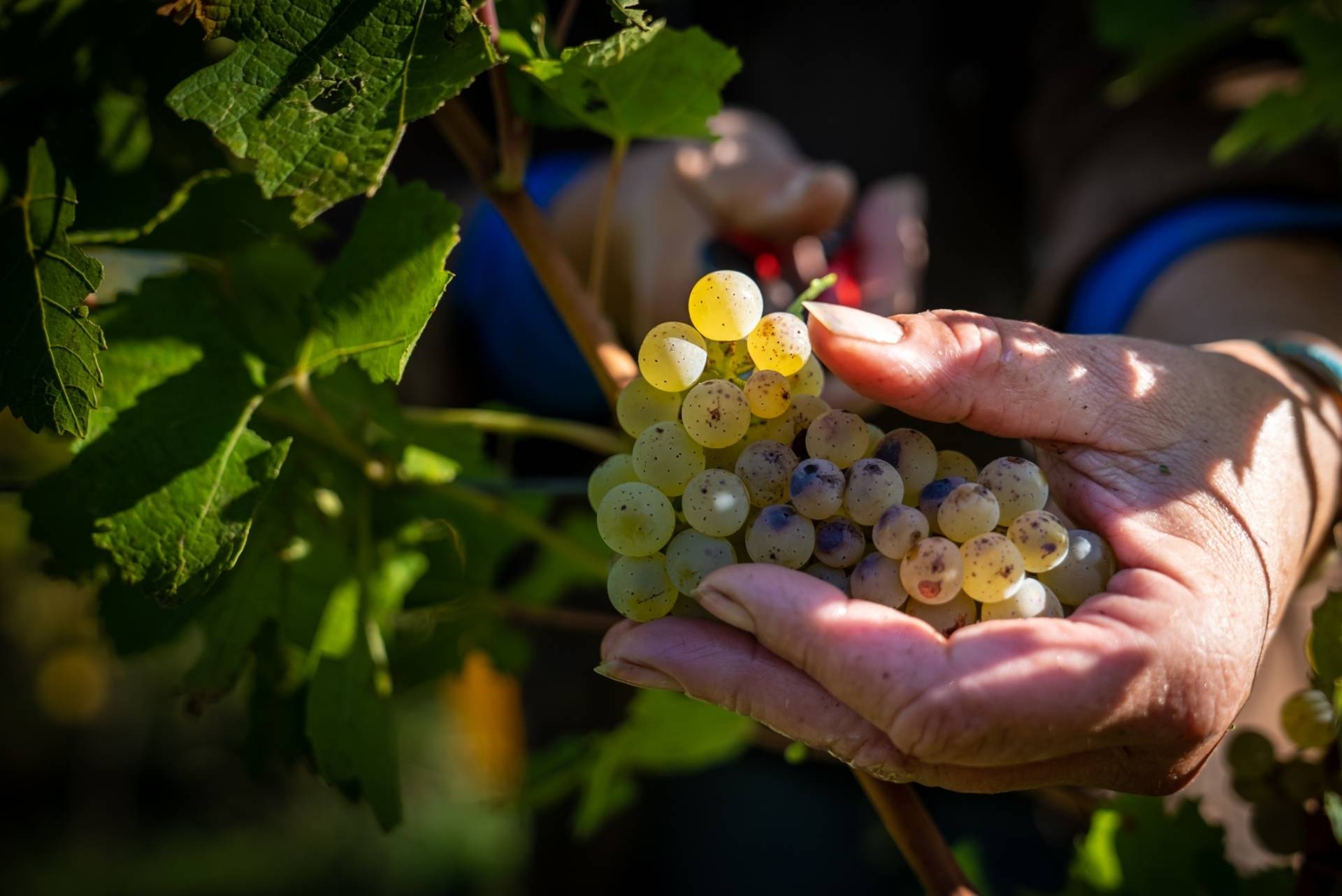 Vignaiolo per un giorno