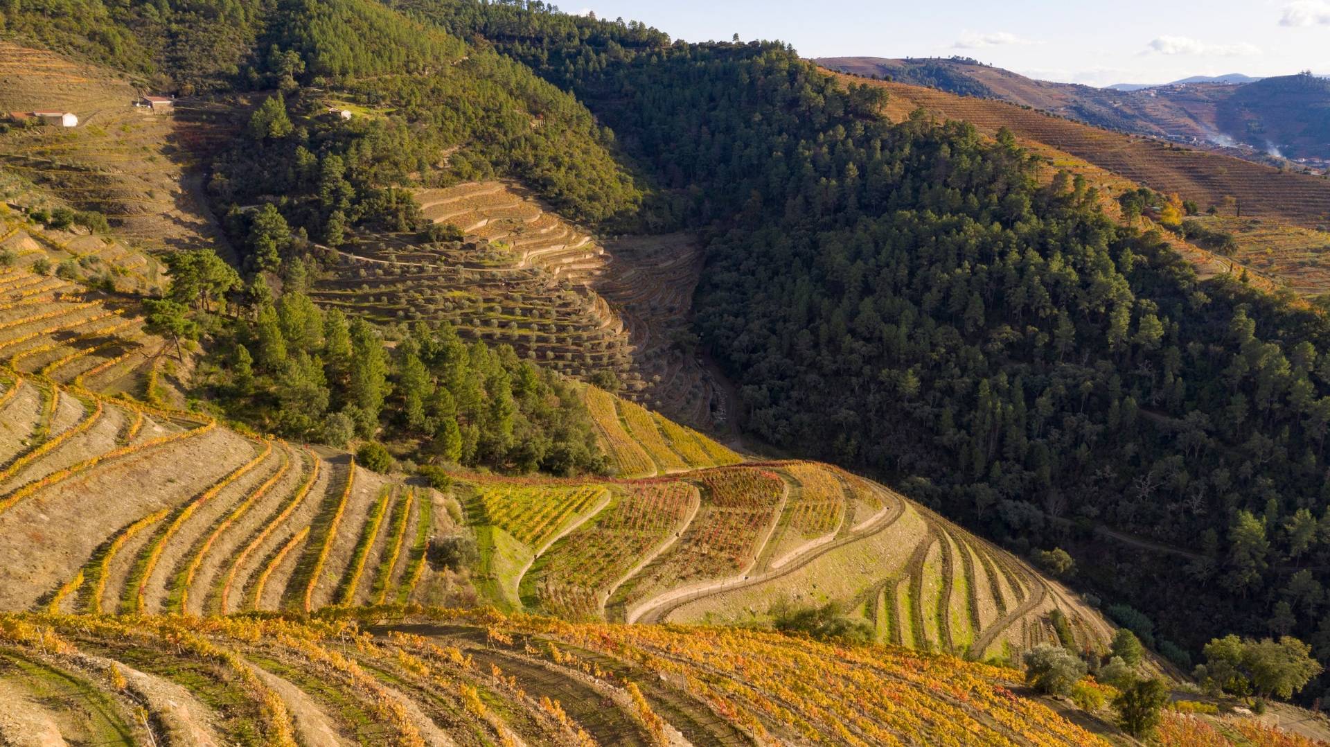 Wine And Soul - Winalist